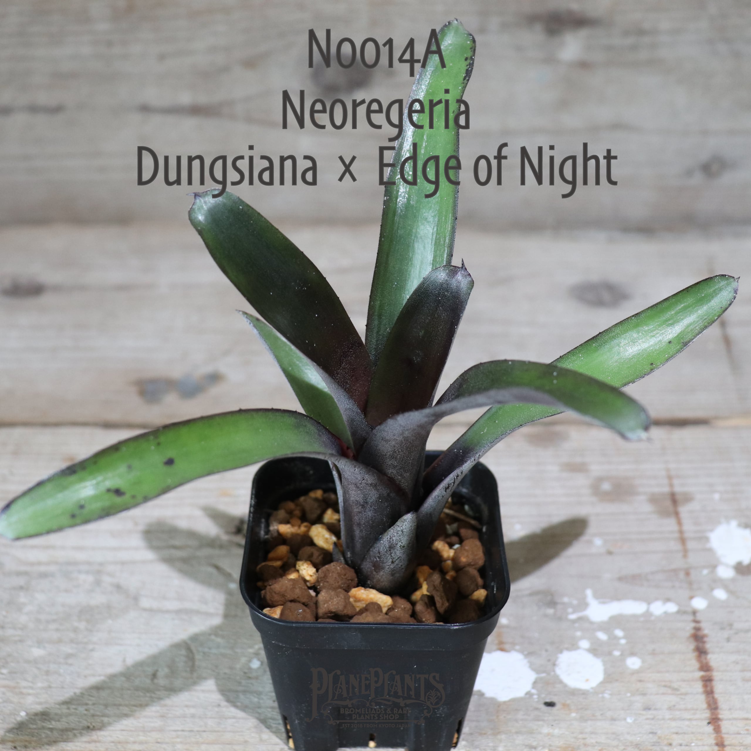 【送料無料】DungsianaxEdge of Night〔ネオレゲリア〕現品発送N0014-A