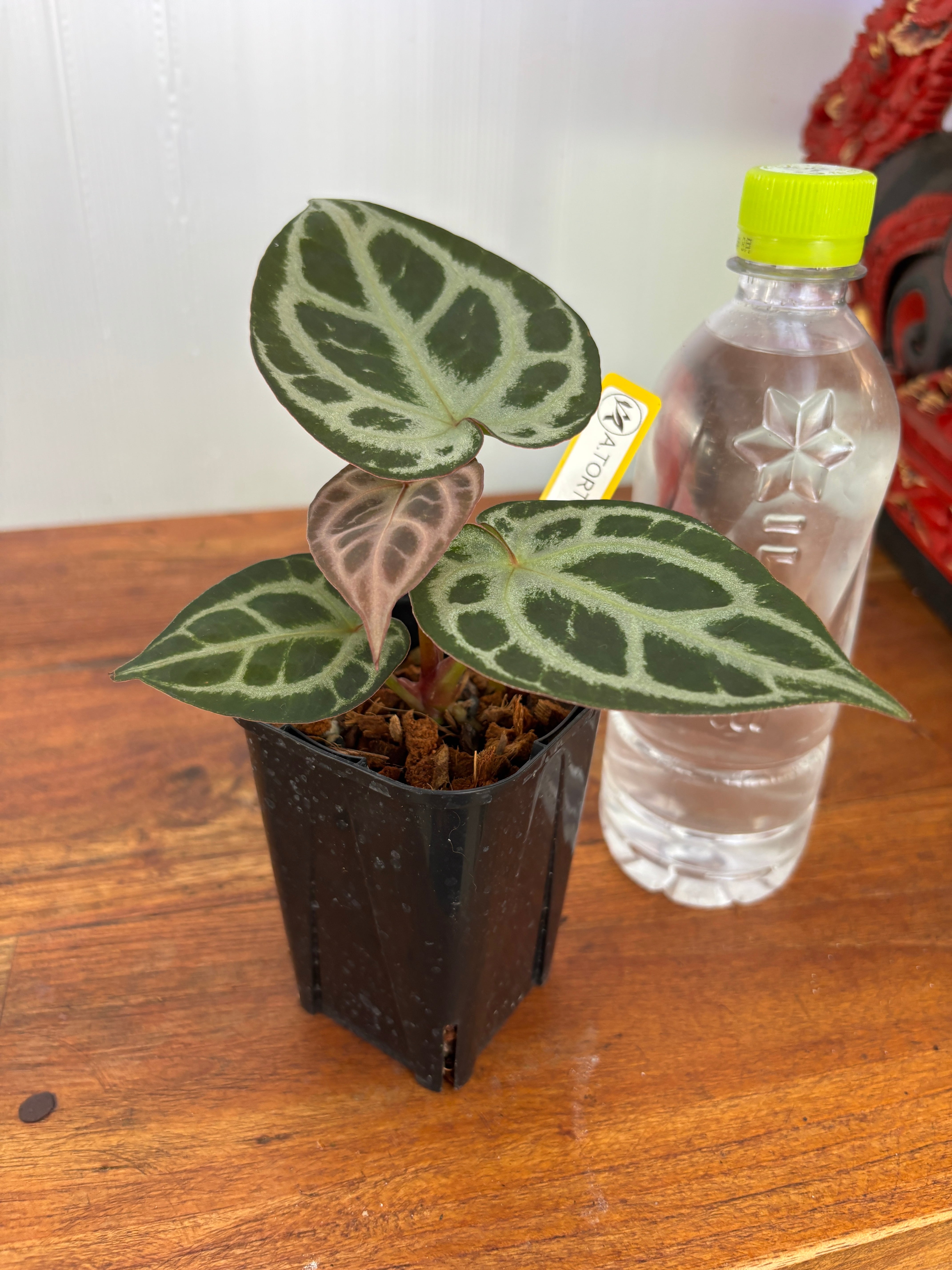Anthurium | BALI-AN 園芸
