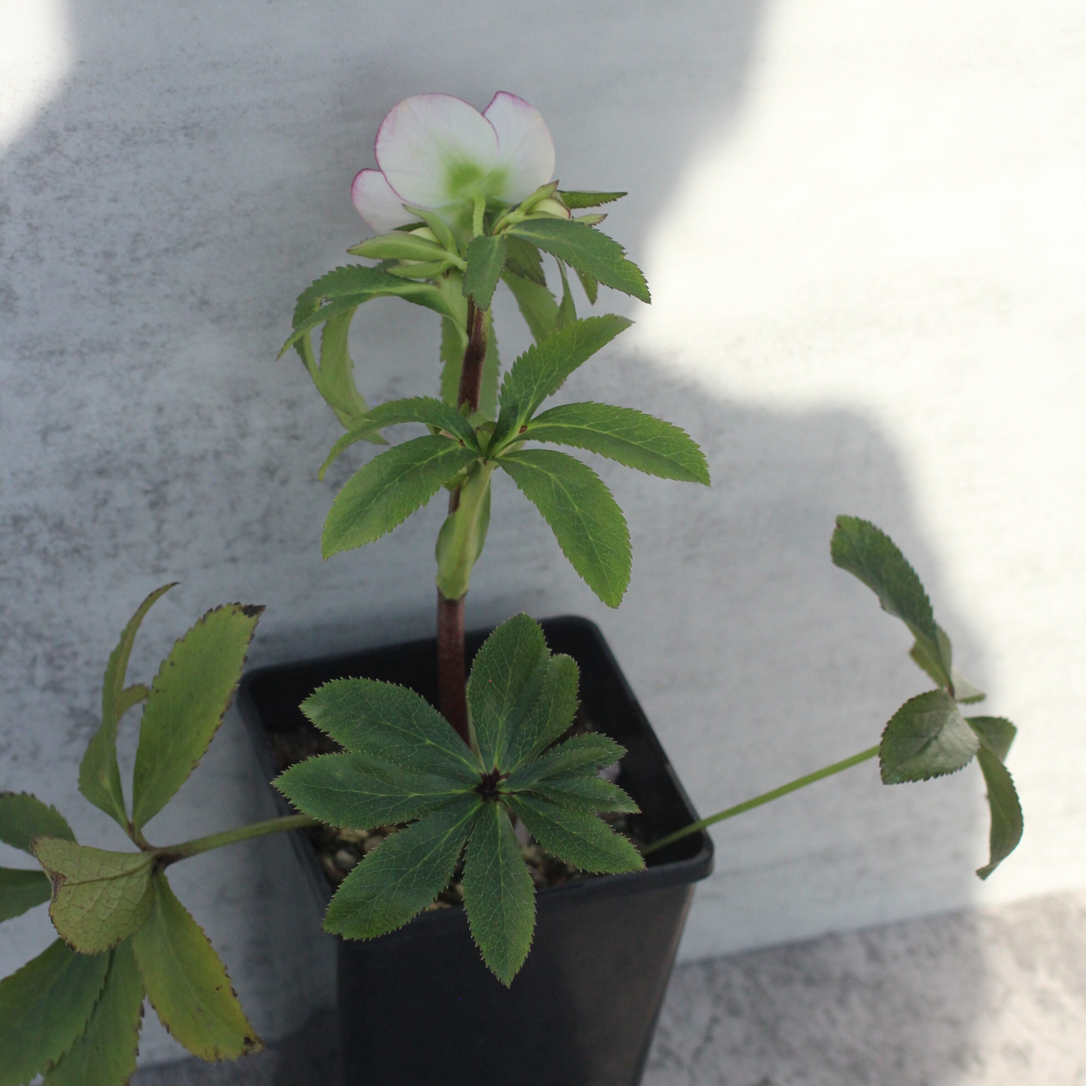 WS26-087 クリスマスローズ ウィンターシンフォニー クレオンピコティ