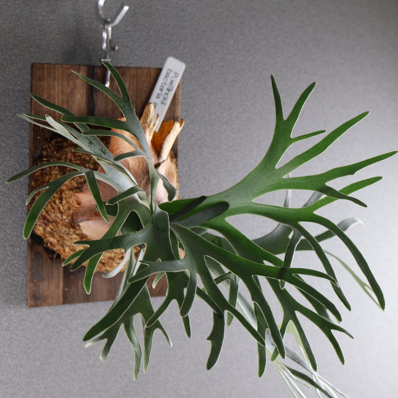 632『P.willinckii bacteria sporeling』観葉植物【送料無料】 | MARX