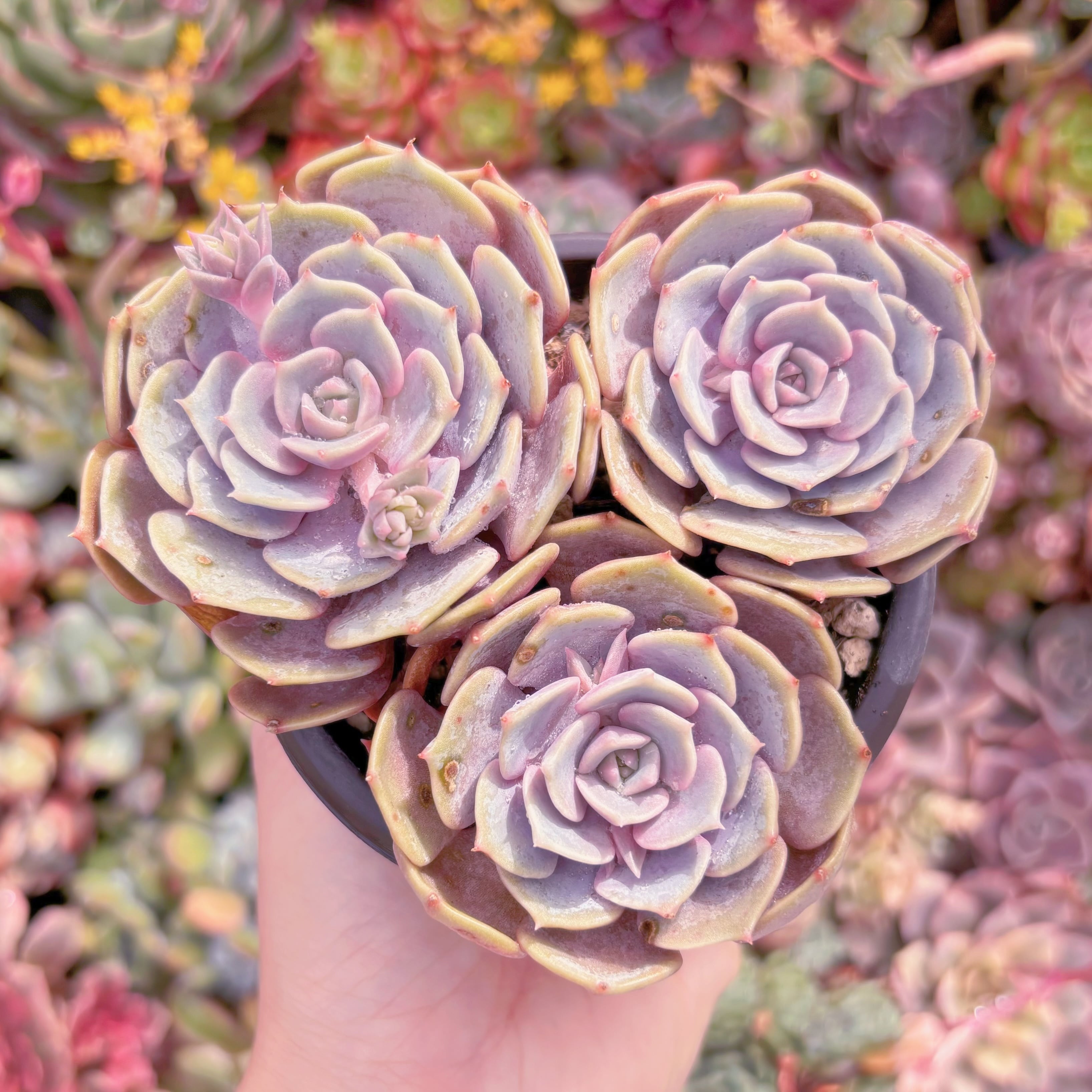 現品　ピンクローラ#M246　るる農園