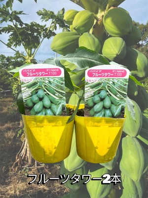 「フルーツタワー２本セット」青パパイヤ苗