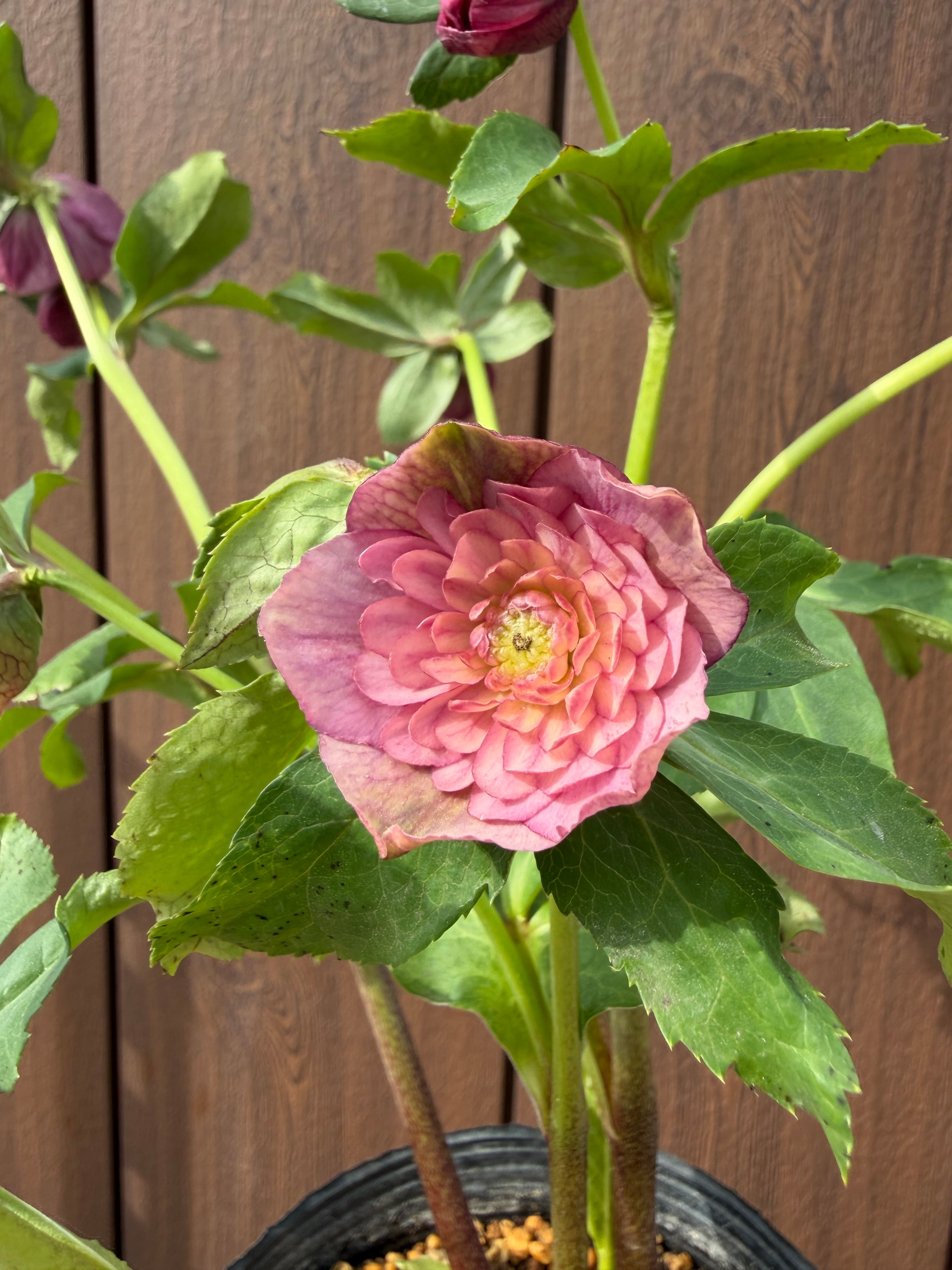 ピンクアフロディーテ 加藤農園 クリスマスローズ【Ka15】送料無料