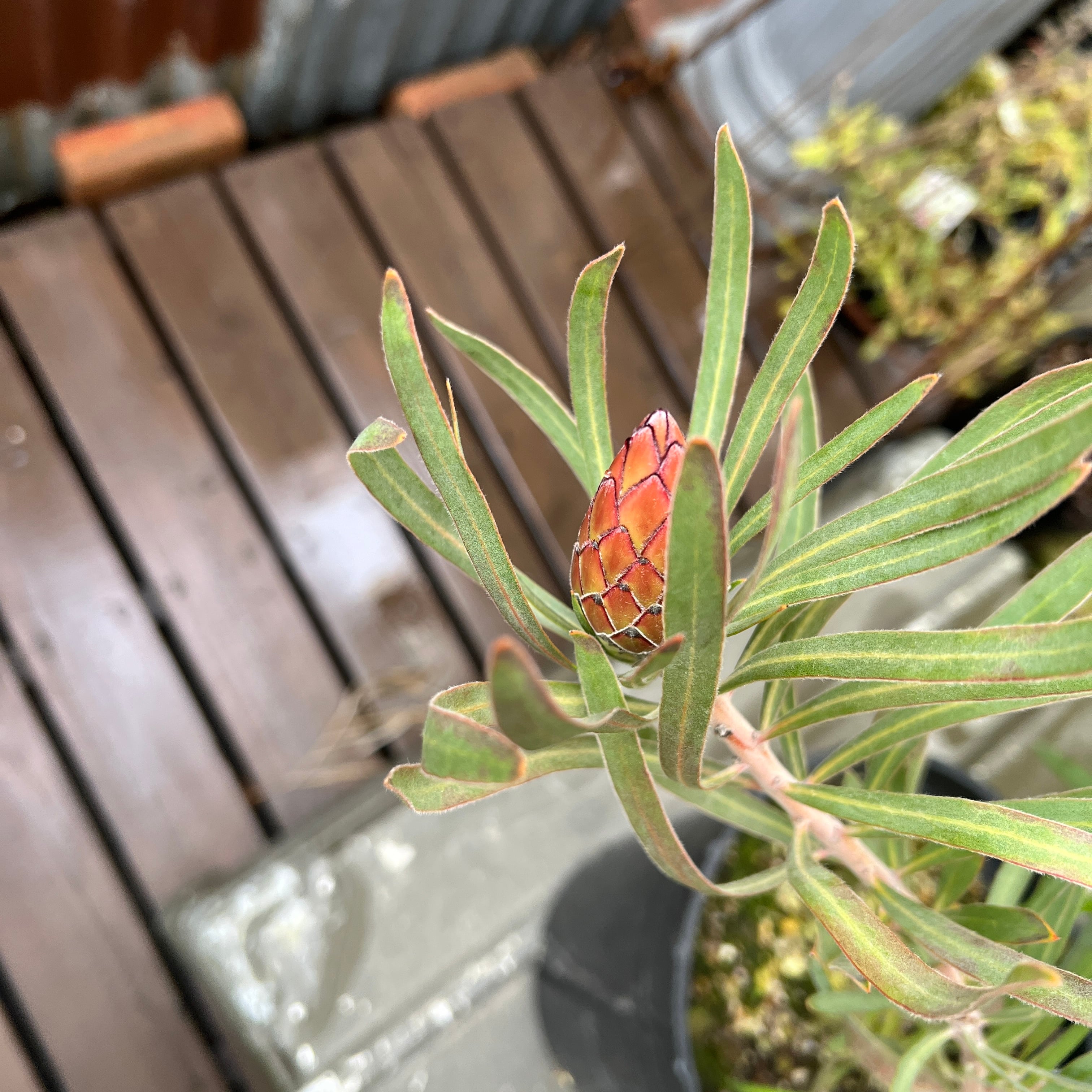 プロテア スサラ ピクシー 二苗セット 3号ポット プロテア スサラ