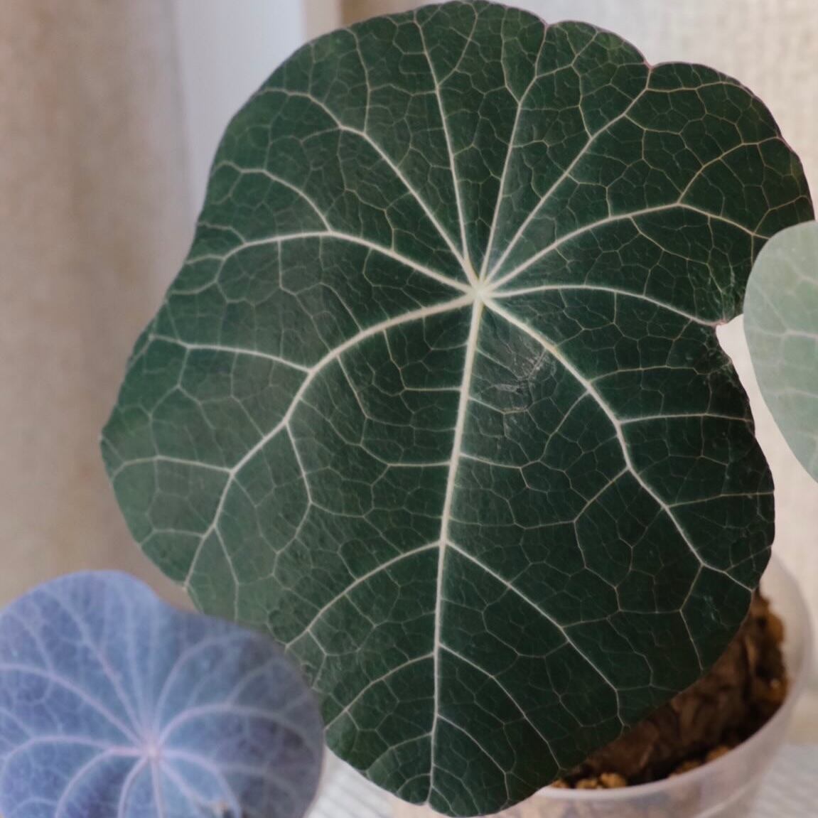 Alocasia 'Venom'│アロカシア・ヴェノム②│観葉植物 | tokyoplants