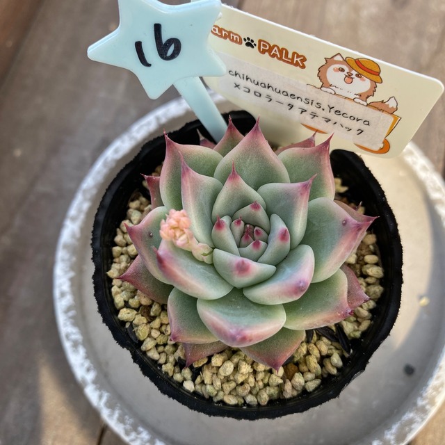 16..farmpalk交配種