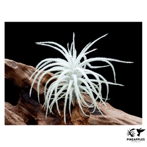 Tillandsia tectorum 'Caulescent Form'
