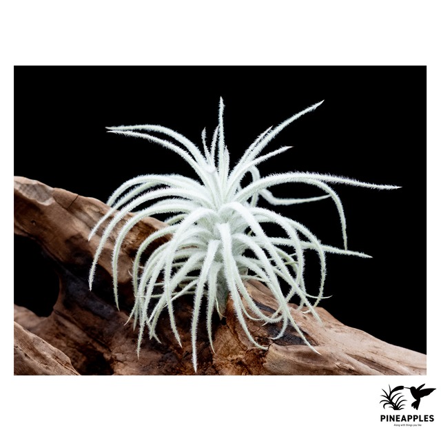 Tillandsia tectorum 'Caulescent Form'