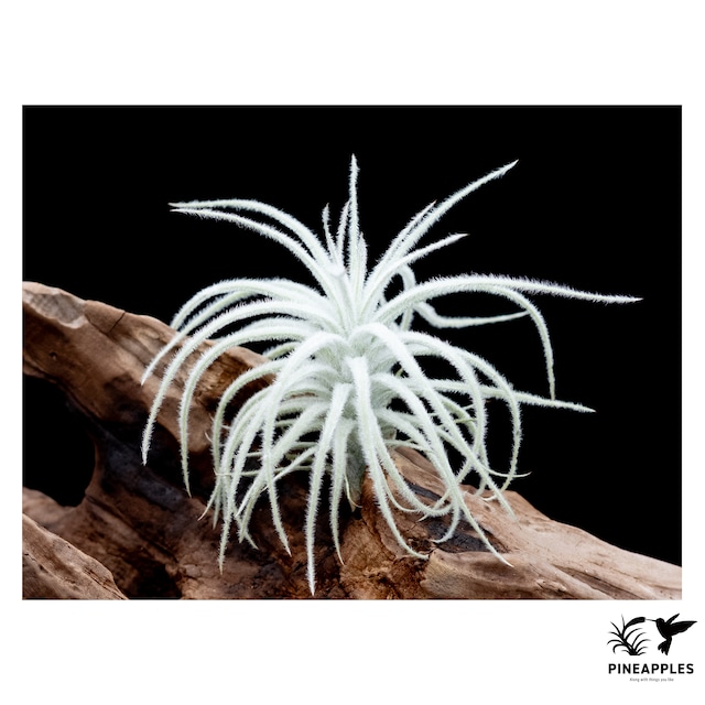 Tillandsia tectorum 'Caulescent Form'