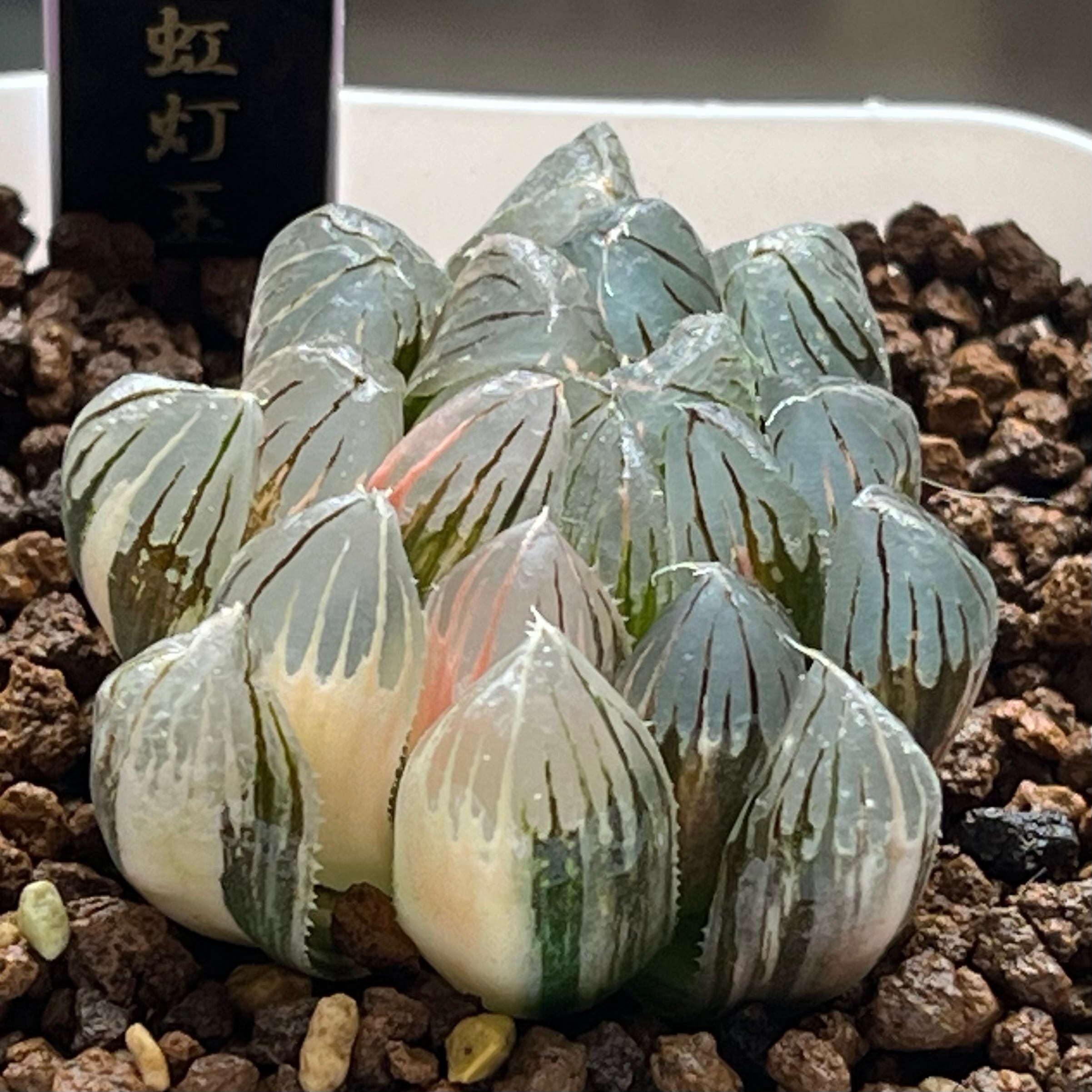 ハオルチア オブツーサ錦 竜珠 | mocono_plants