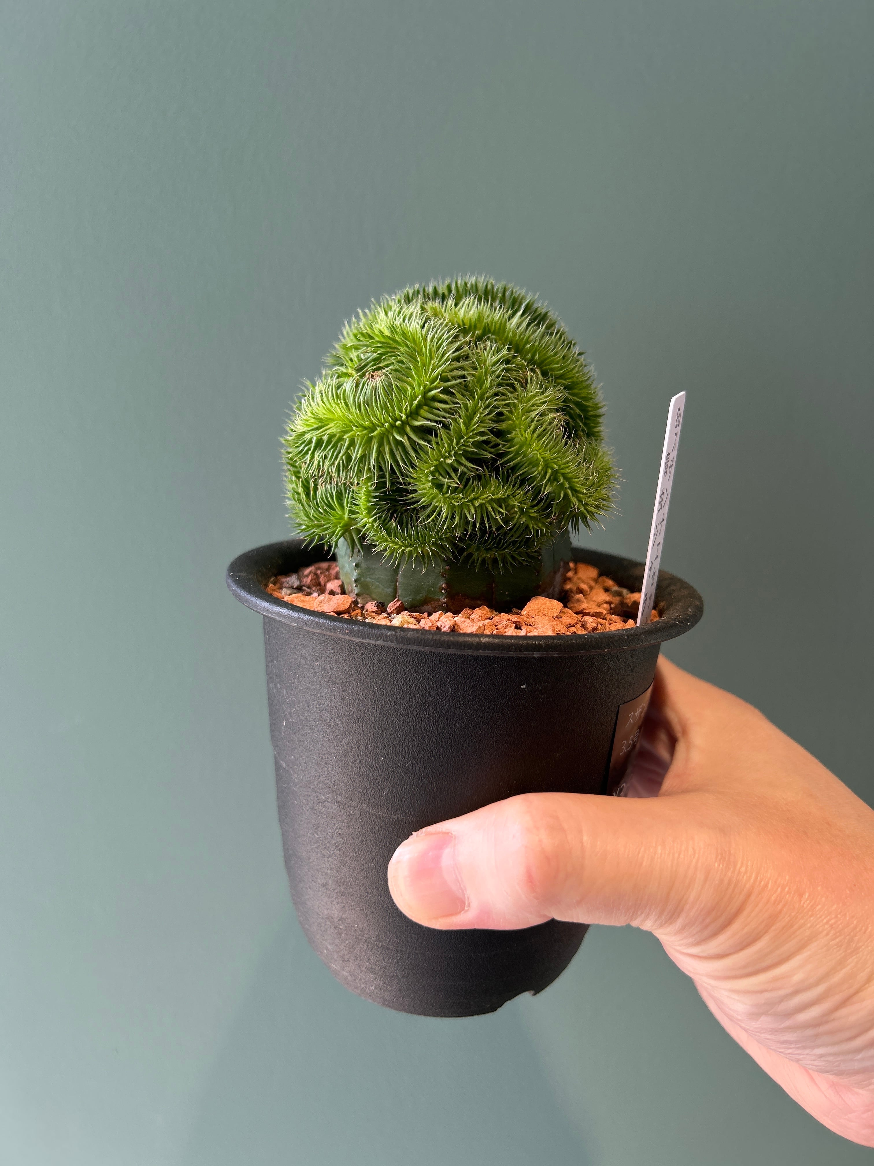 スザンナエ綴化 接ぎ木3.5号 | 植物との暮らし apricot