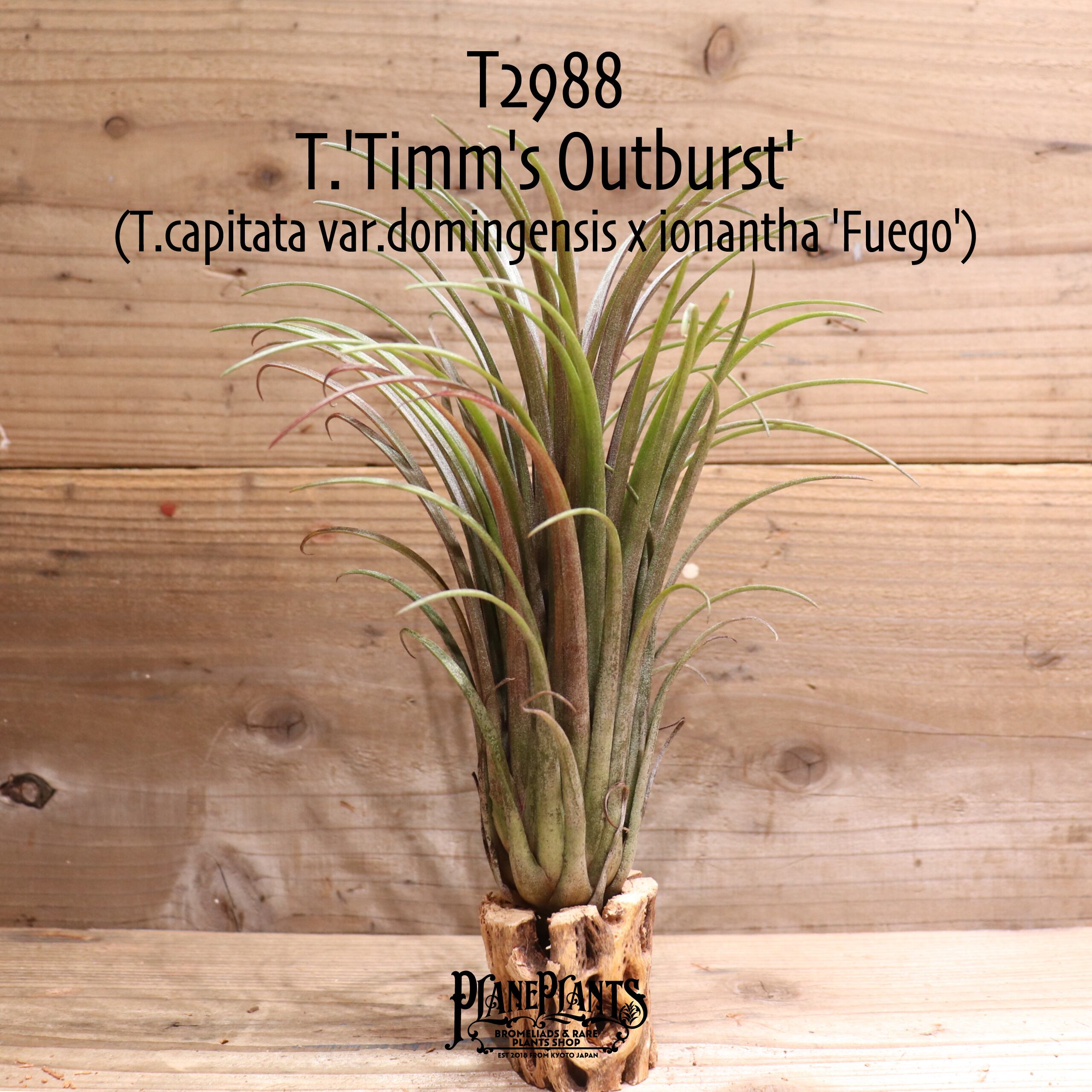 【送料無料】'Timm's Outburst'〔エアプランツ〕現品発送T2988