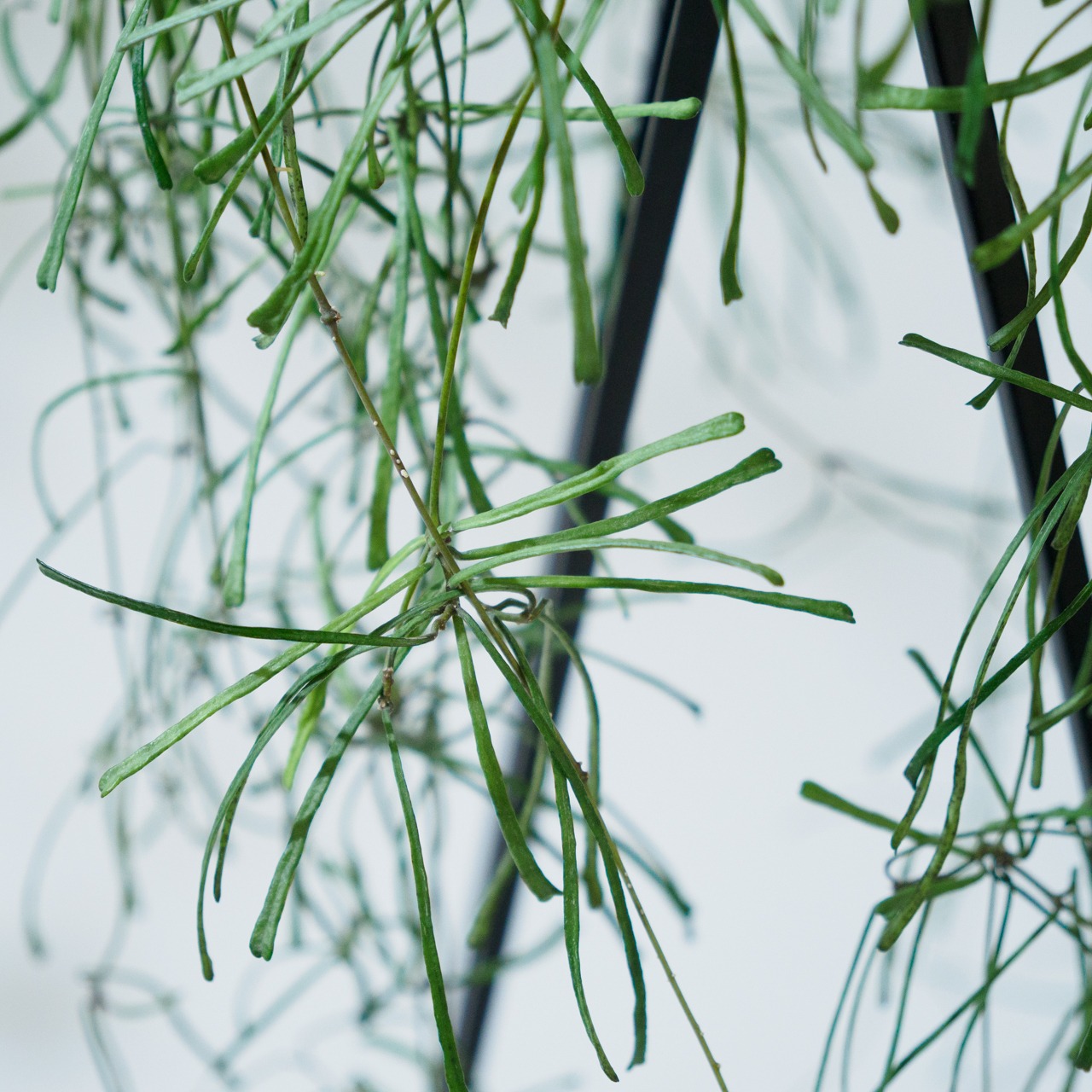 ホヤ レツーサ  4号吊鉢 【No.0057】