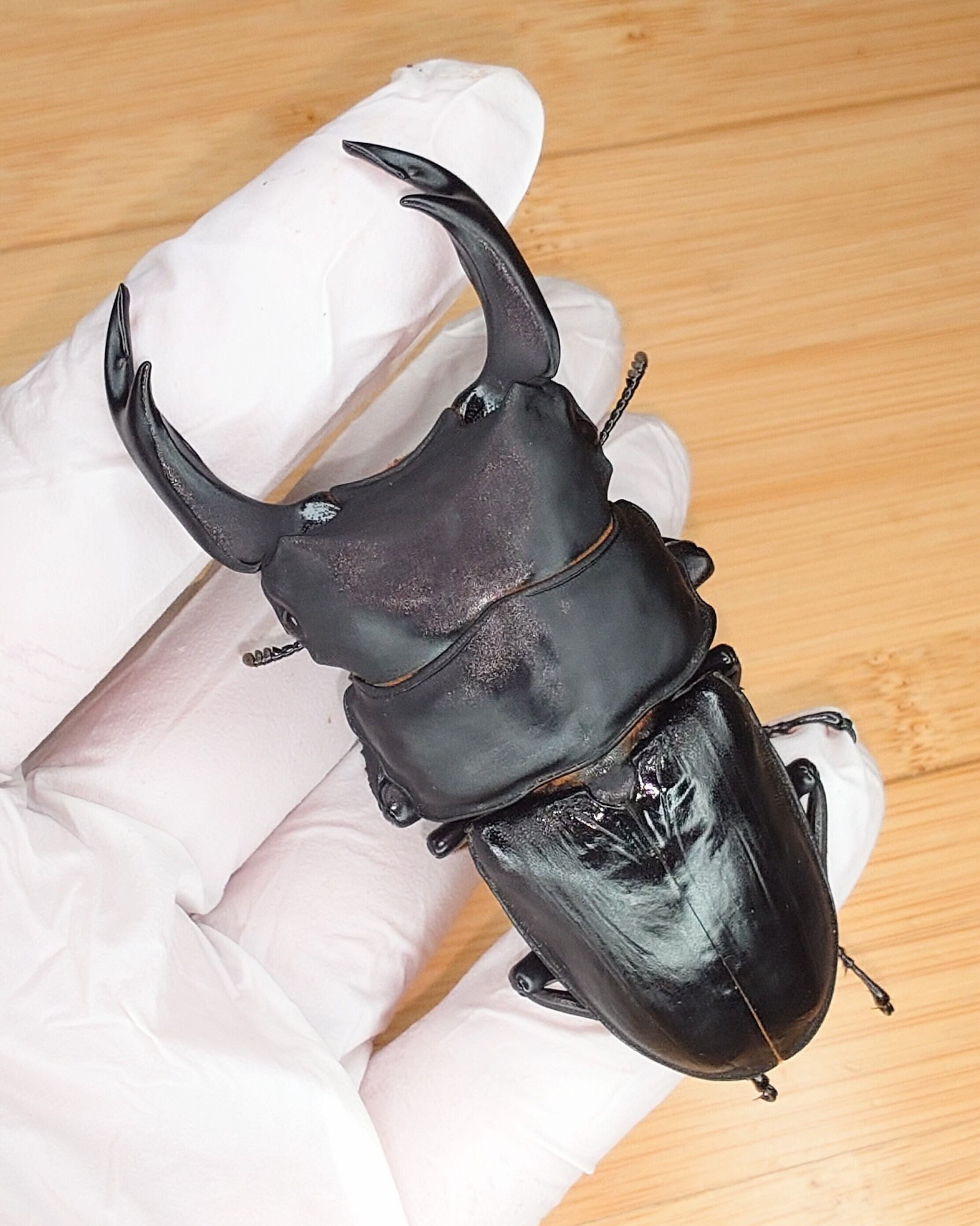 オオクワガタ89.8mm 能勢産　YG血統 昆虫標本用として オオクワガタ89.8mm 能勢産 YG血統 昆虫標本用として