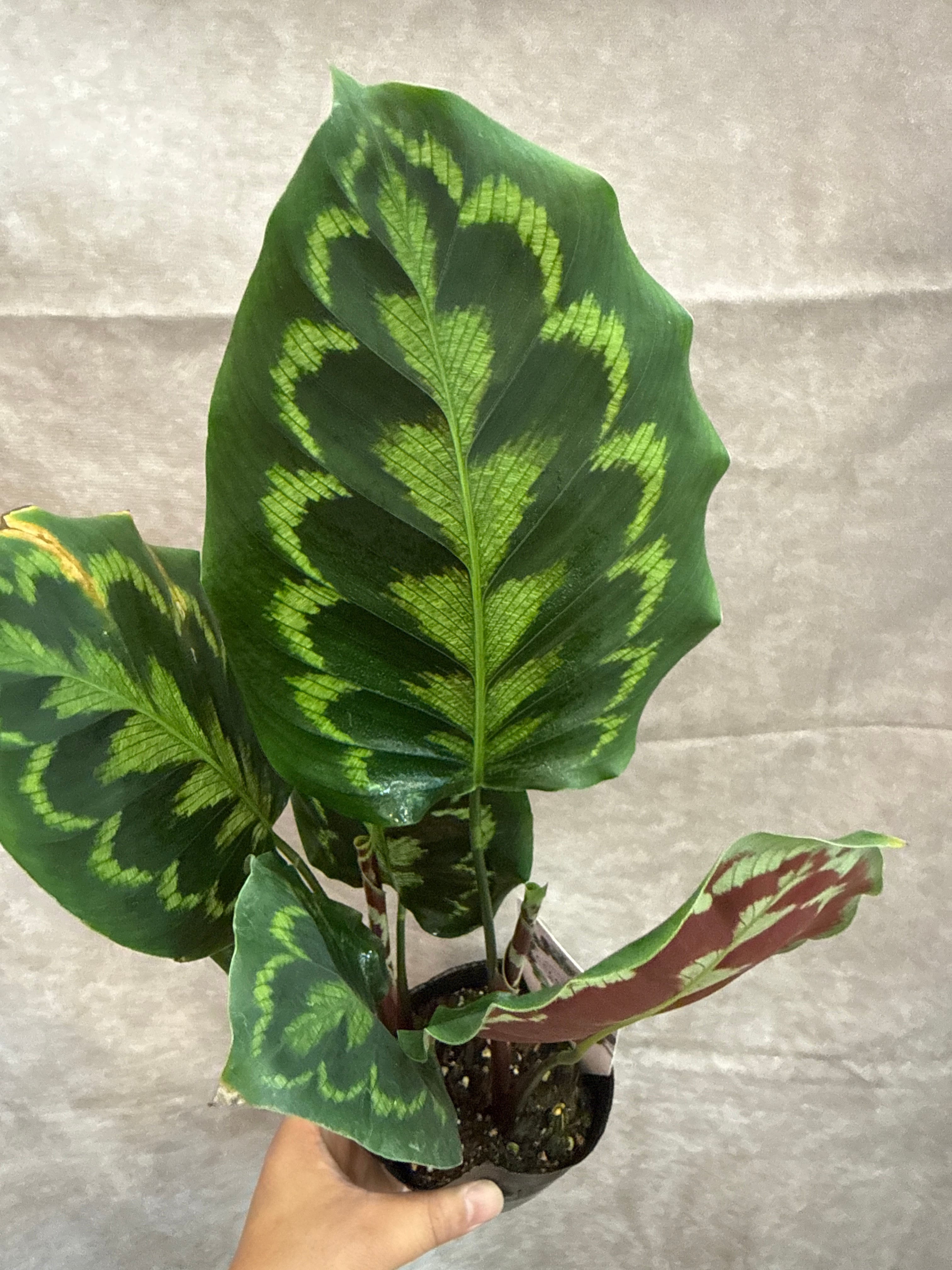 カラテア ヴィーチアナ | Gardenえん 【観葉熱帯植物】