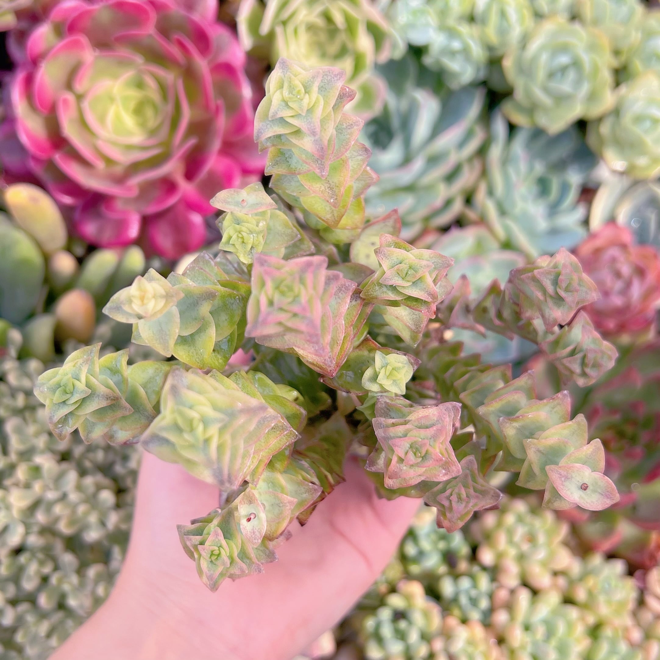 現品　十字星錦#656　るる農園