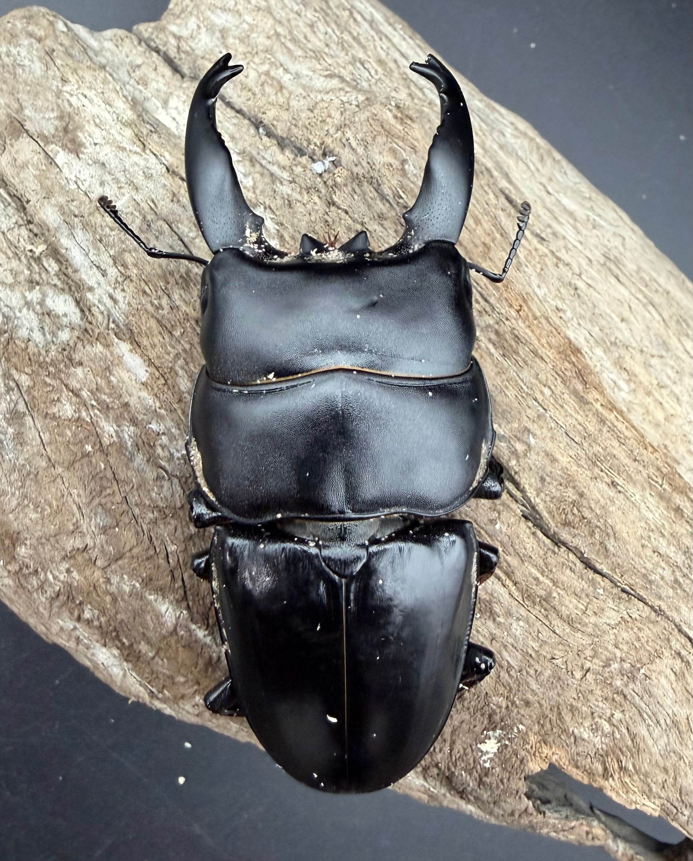 WD】《アルキデスヒラタ ベンク−ル産 83.5mm ペア》 | KPW公式