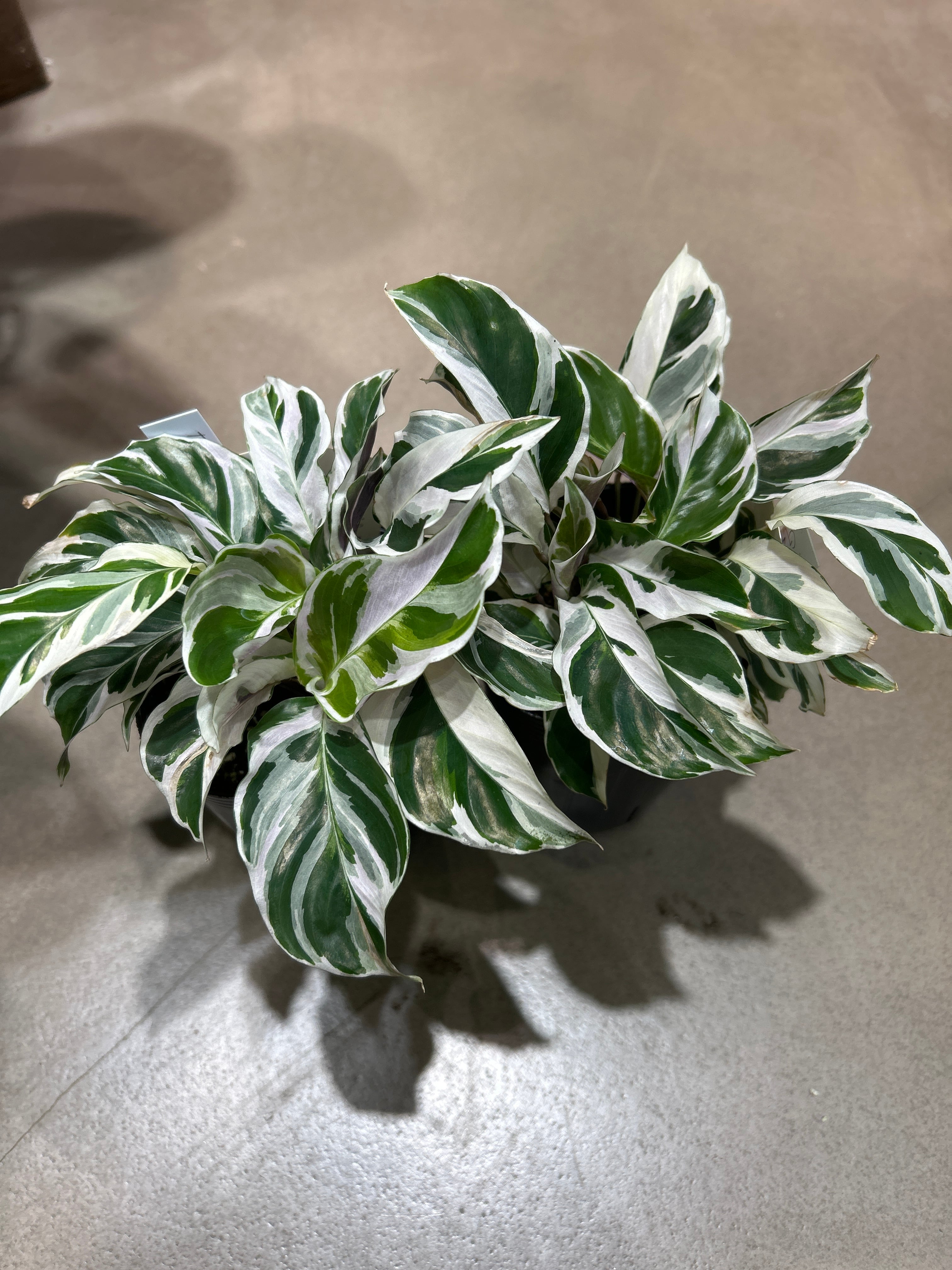 ラビシア オブツシフォリア タートルバック | MIDORIYA 観葉植物専門店