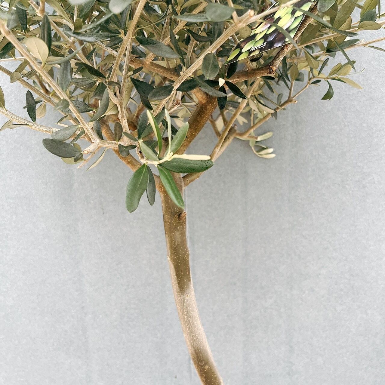 現品］H 創樹 オリーブ ルッカ 8号 観葉植物 大型 屋外 オリーブの木