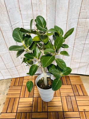観葉植物　ベンガレンシス　枝　７号鉢 ①