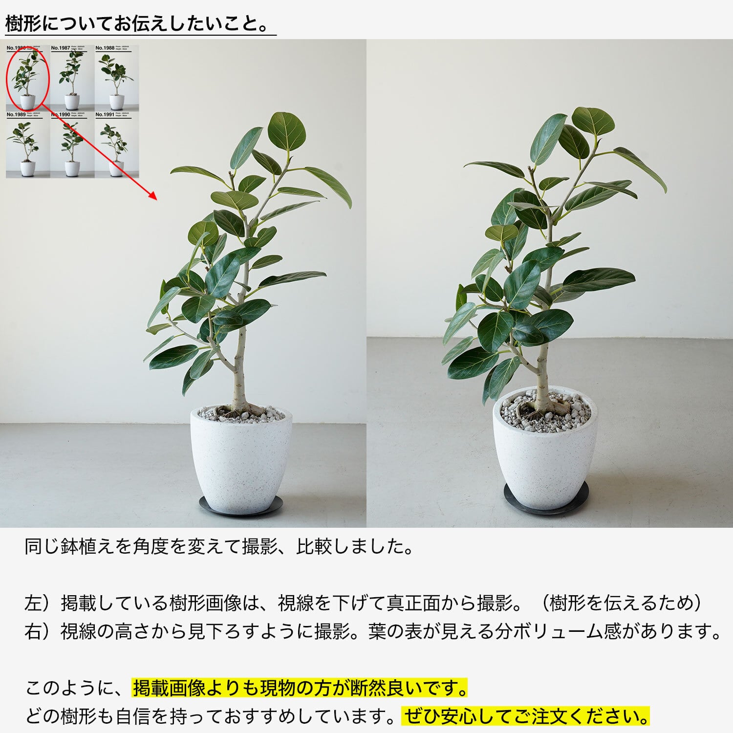 フィカス ベンガレンシス | AYANAS（アヤナス）｜観葉植物のセレクト