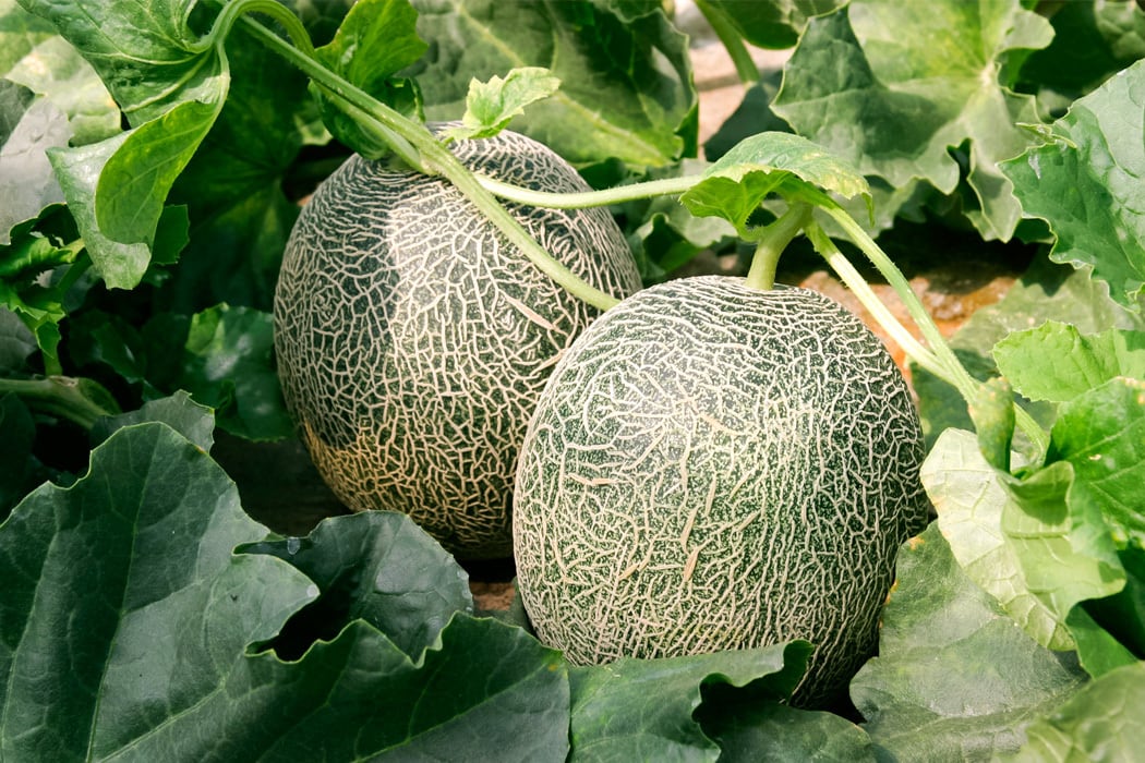 4玉・兵庫県・Sora様専用・タカミメロン