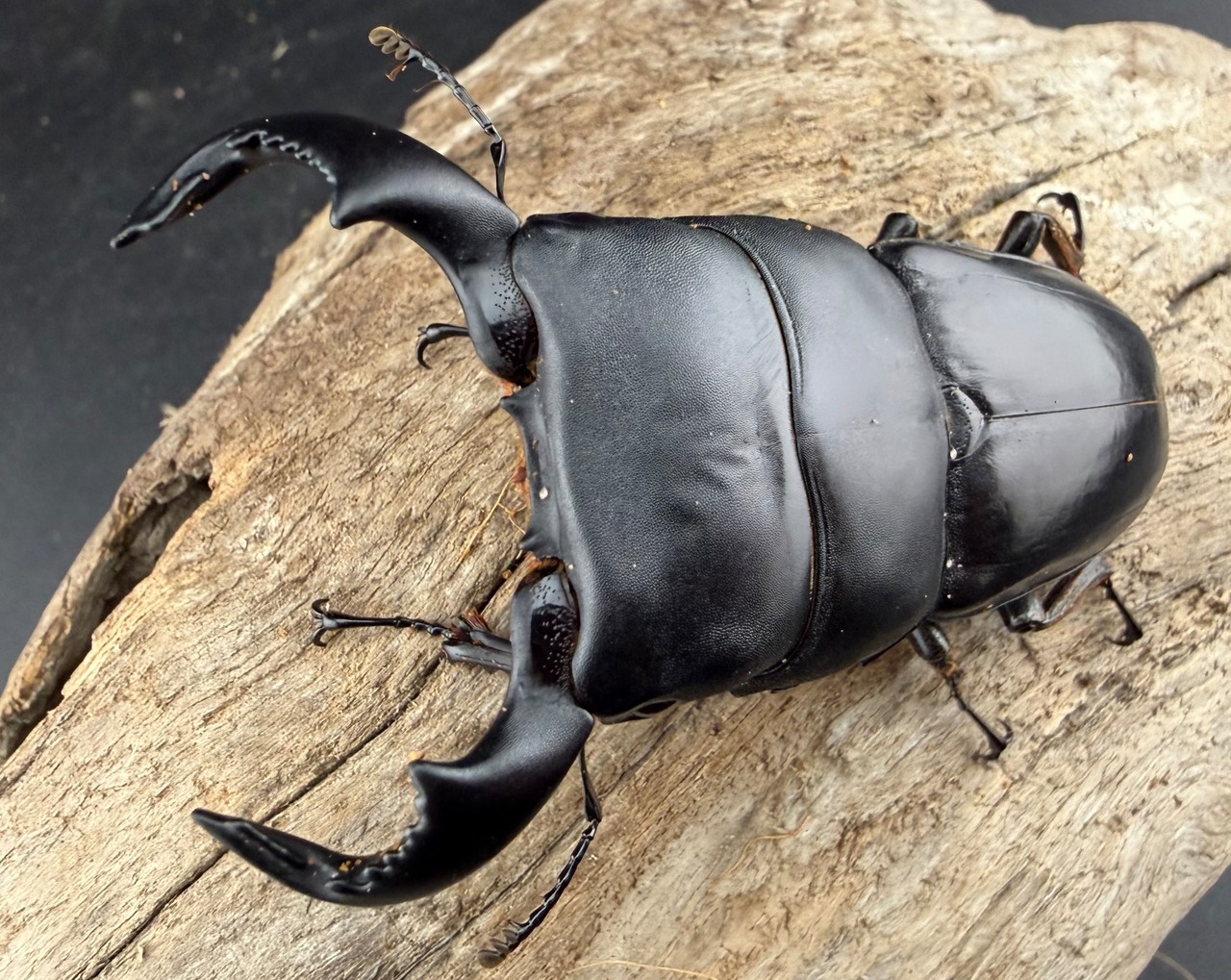 【WD】《ダイオウヒラタ 西ジャワ産 76.5mm ペア》