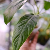 フィロデンドロン パトリシアエ / Philodendron patriciae⑧ / 観葉植物