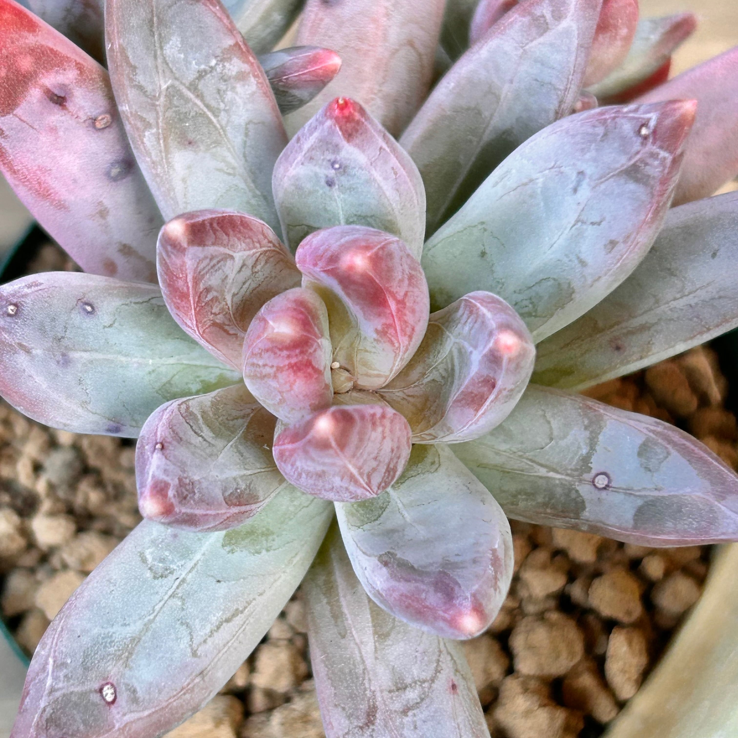フーケリー | RuPo 多肉植物専門店
