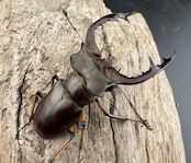 【WD】《フェアメイルミヤマ 雅安市産 54mm ペア》