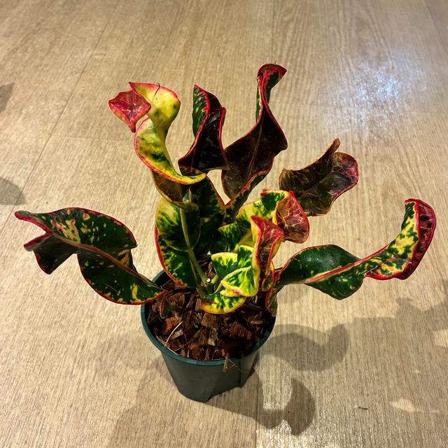 Croton Griffin クロトン グリフィン