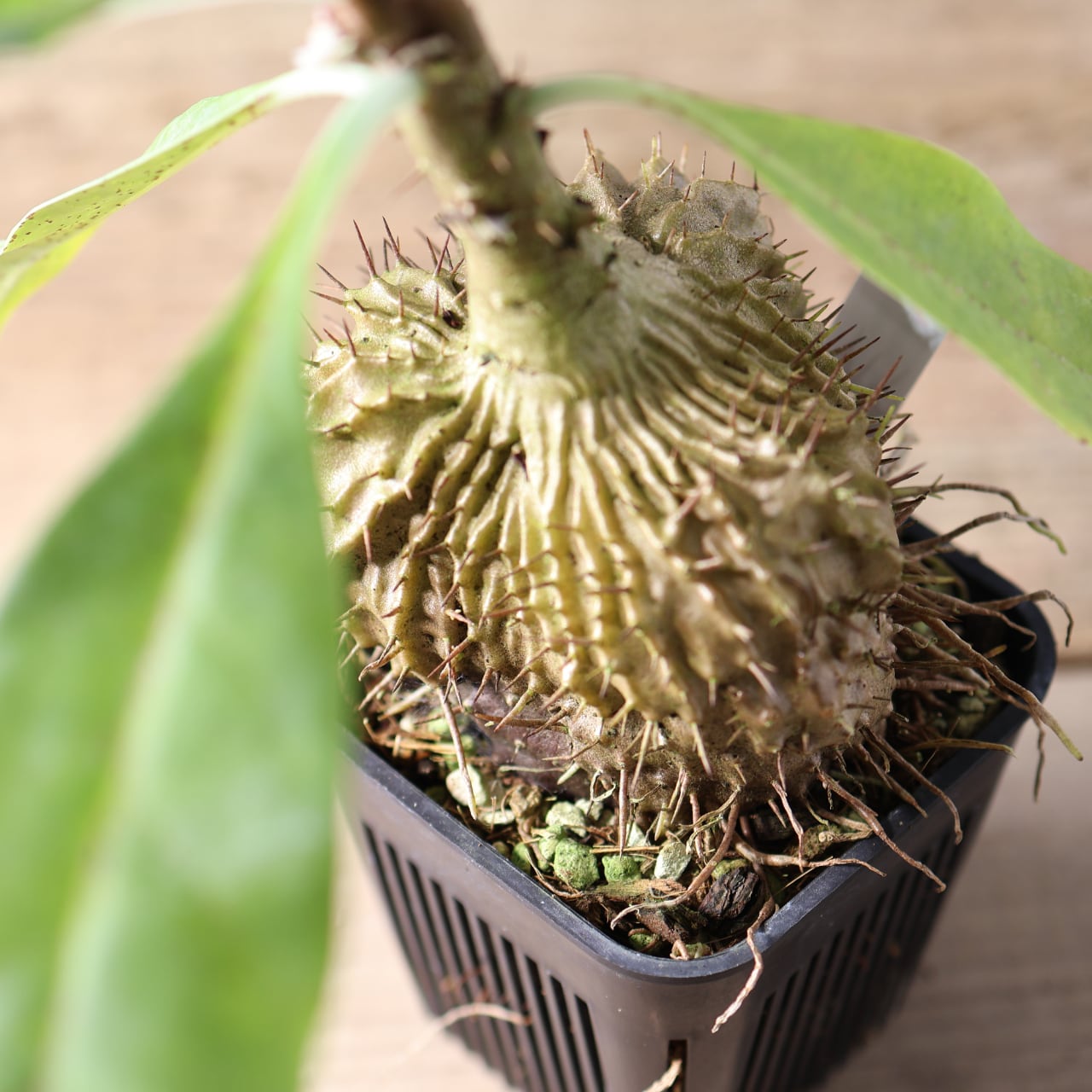 396 アリと共生する『アリ植物 ミルメコディア ツベローサ Myrmecodia