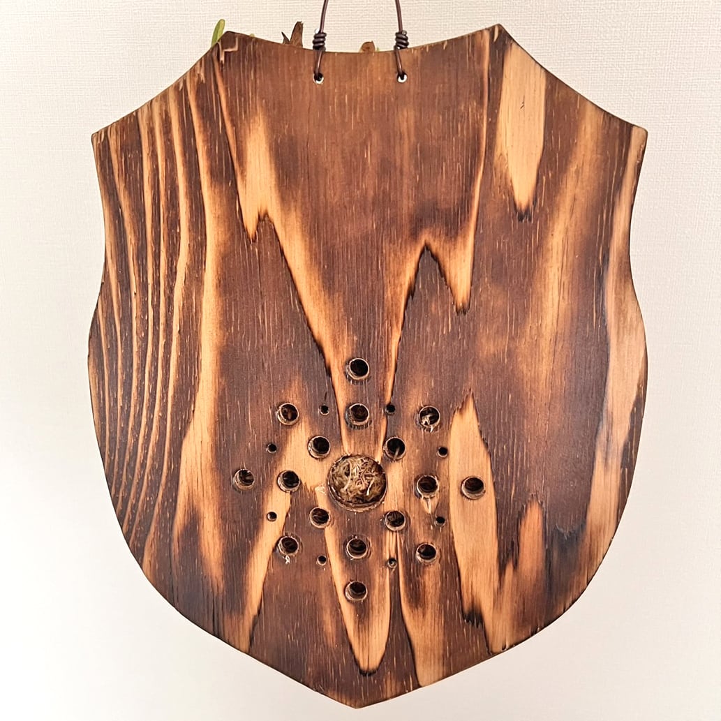 ビカクシダ スパーバム 板付 【観葉植物 壁掛け コウモリラン