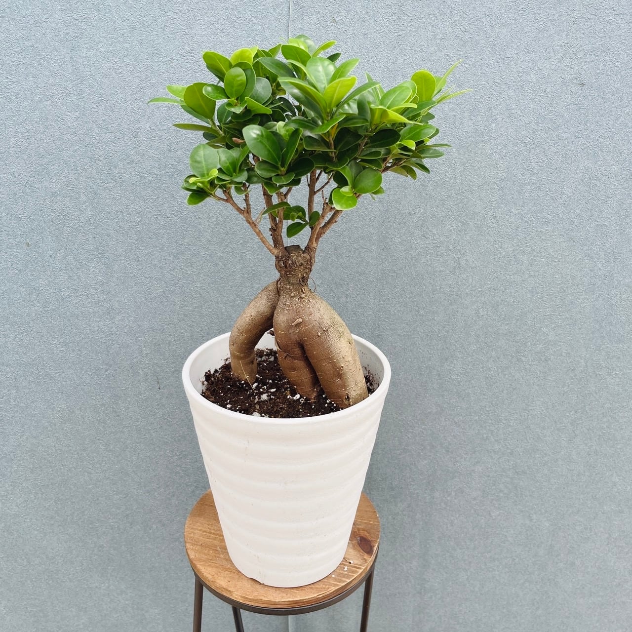 現品］【希少】4番 パンダガジュマル 観葉植物 レア 室内 接木 陶器鉢