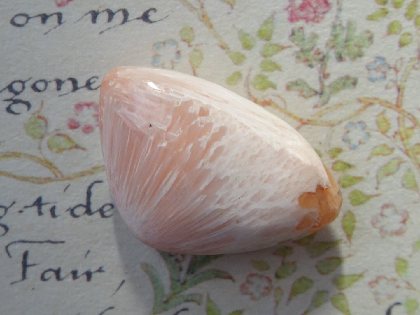 ピンクスコレサイト ~moon shell~