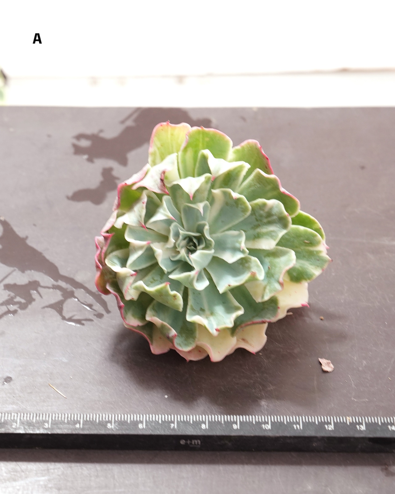 発根済カット苗 ツナミ ストライプ錦 セレクト Echeveria 'Tsunami' Striata