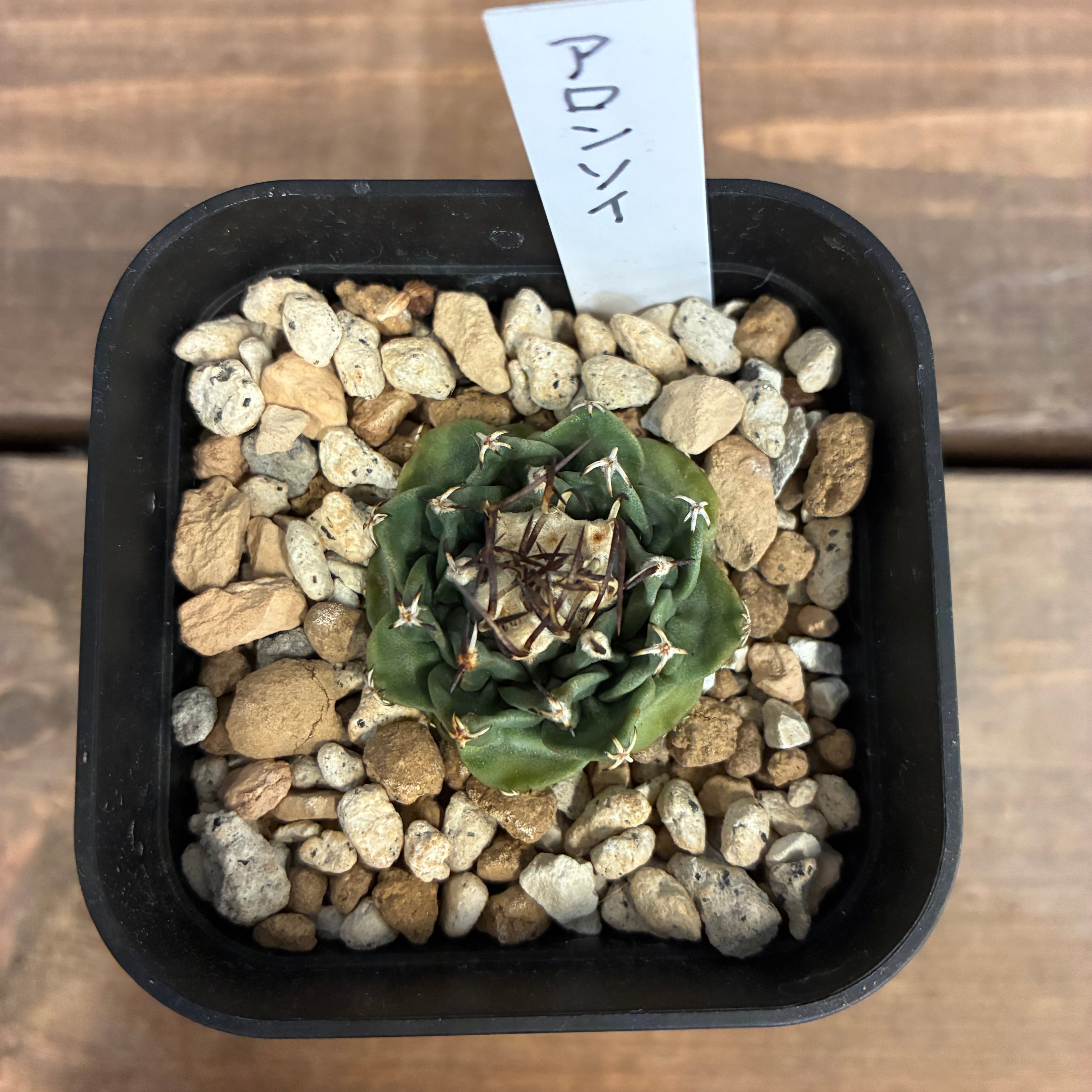 ツルビニカルブス　アロンソイ　美株 クリアランス】サボテン ツルビニカルプス アロンソイ【955】【再撮影