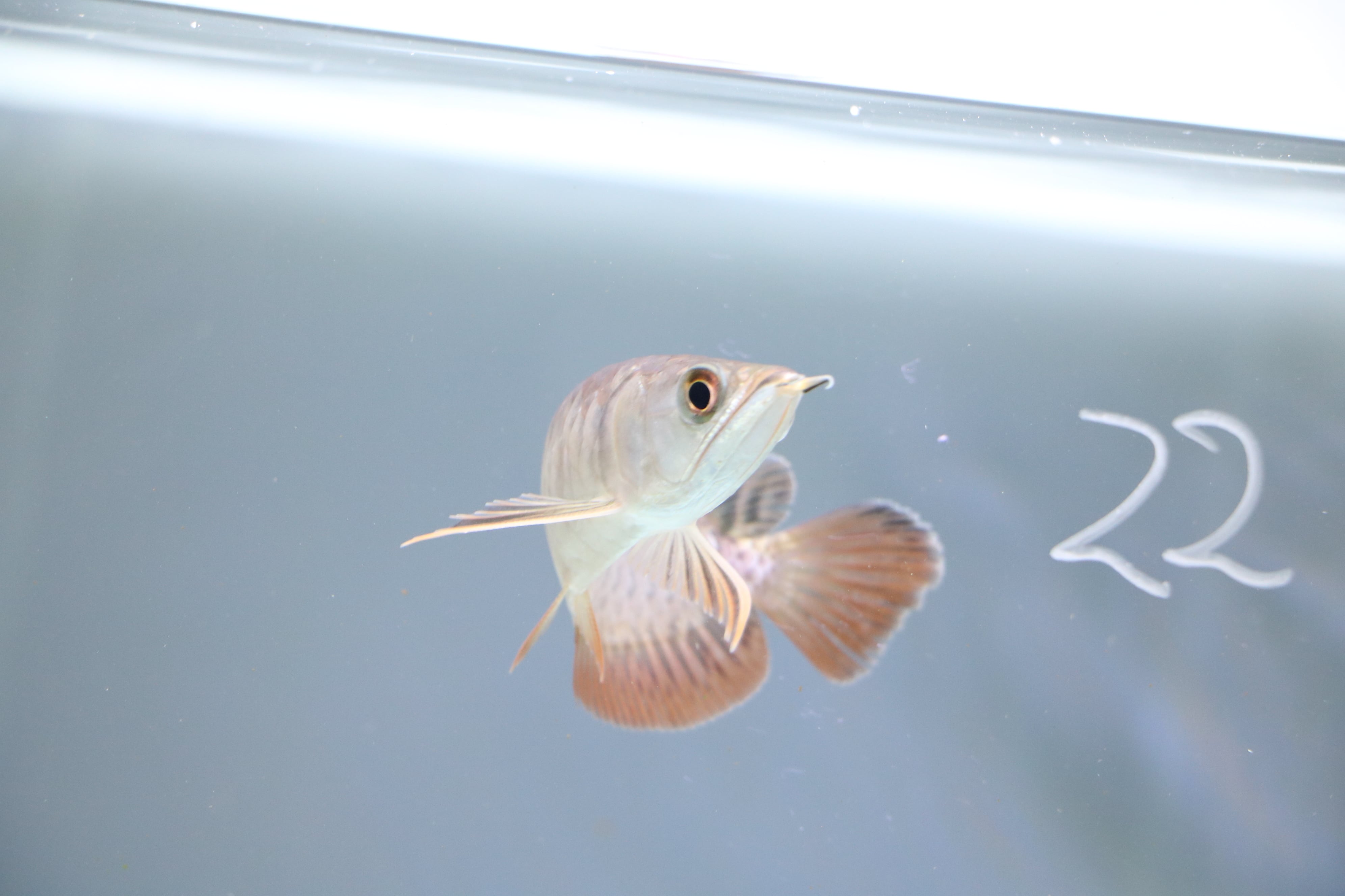 6622 オススメ☆過背金龍ベビー (ブルーベース) ±15㎝《証明書付き