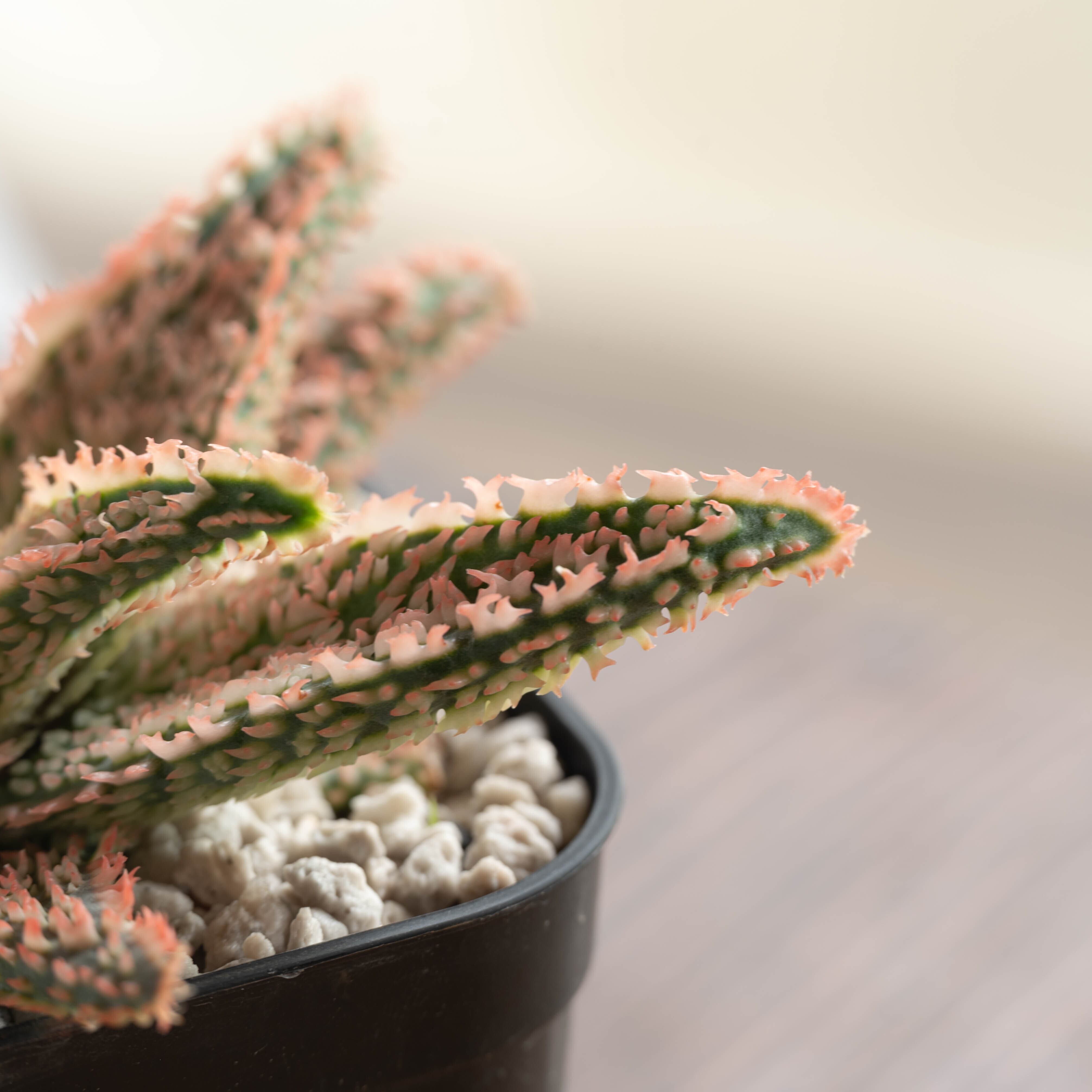 アロエ「TEMPURA」（テンプラ） Aloe hybrid アロエハイブリッド