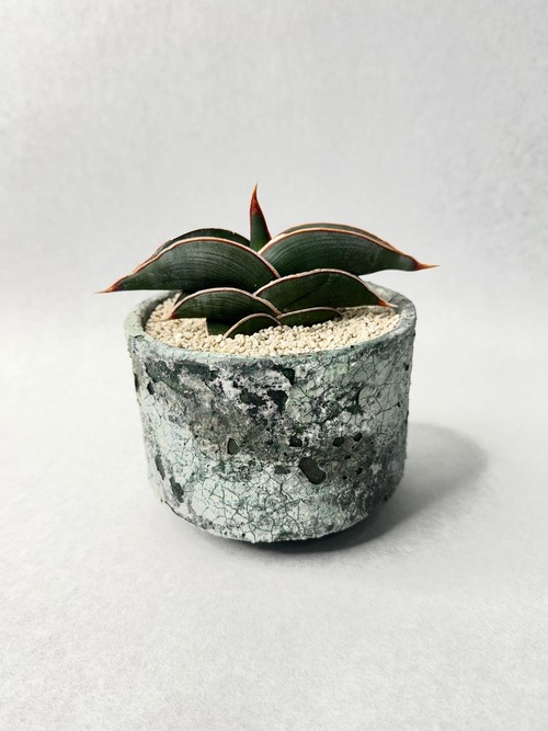 サンセベリア・ロリダ