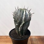 Euphorbia horrida"White striata"【ユーフォルビア・ホワイトストリアータ】