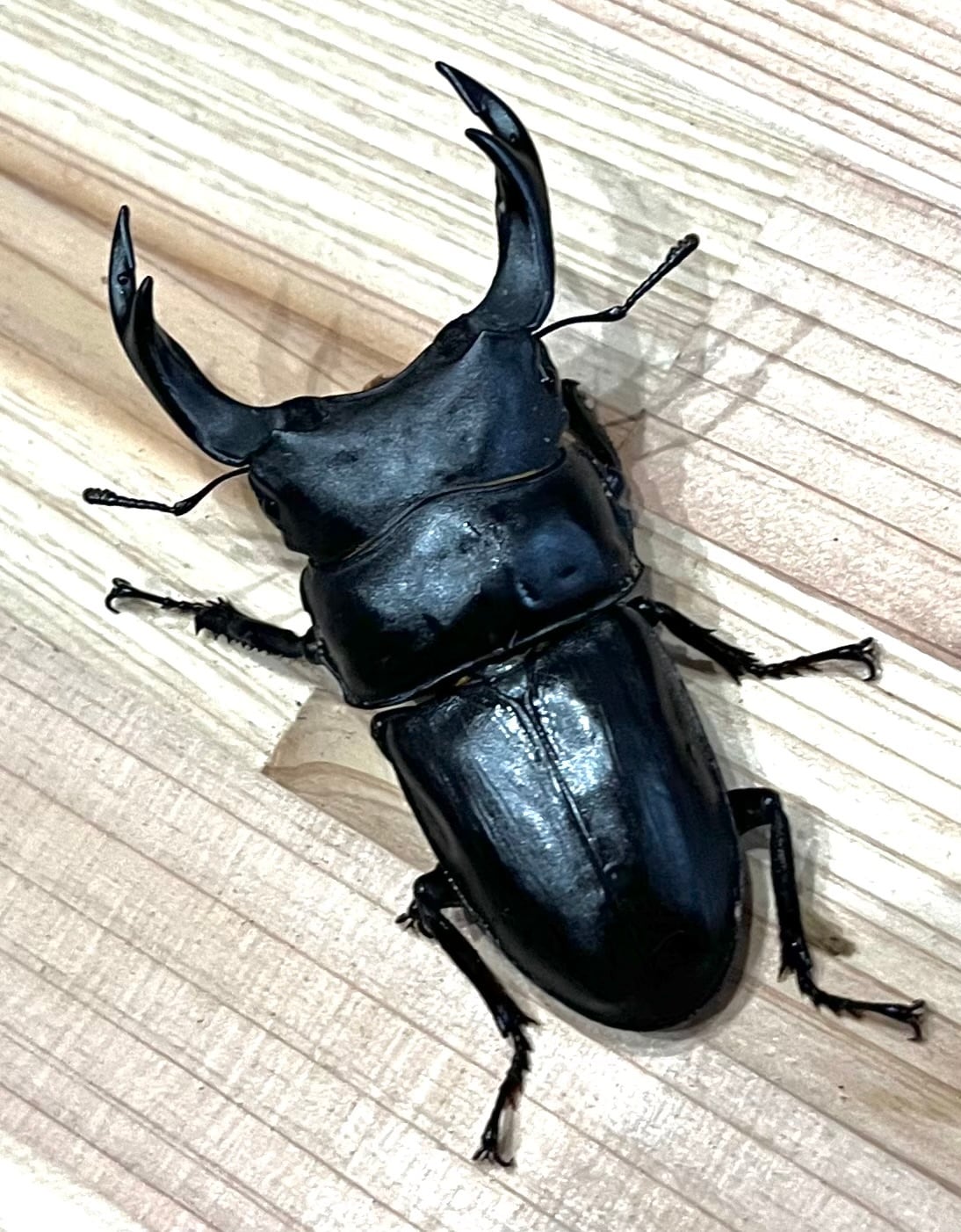 121mm】タイタンオオウスバカミキリ カブトムシクワガタハナムグリ