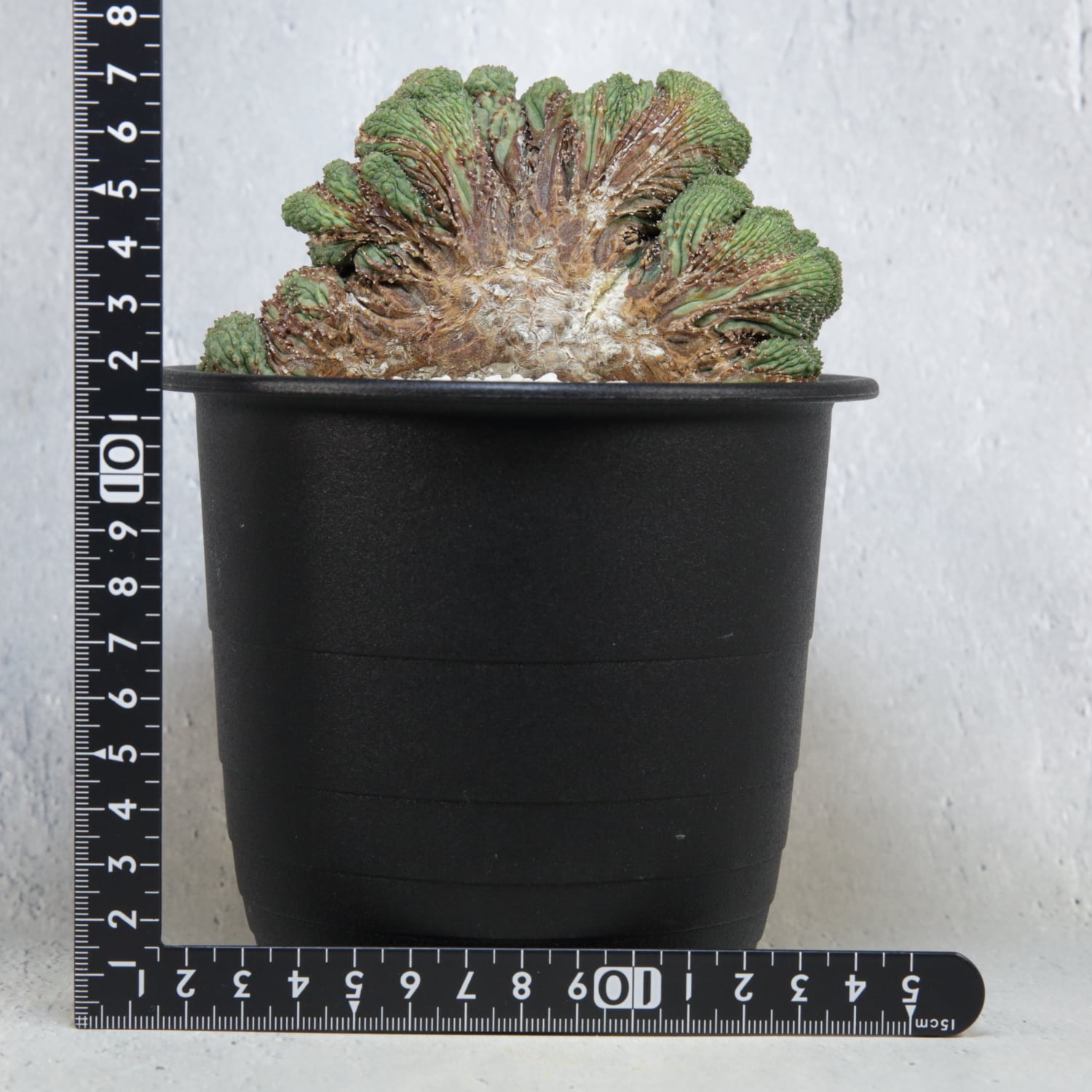 超厳選株】超大株 直径約9cm ヴィンテージ 仔吹き マウンテン オベサ