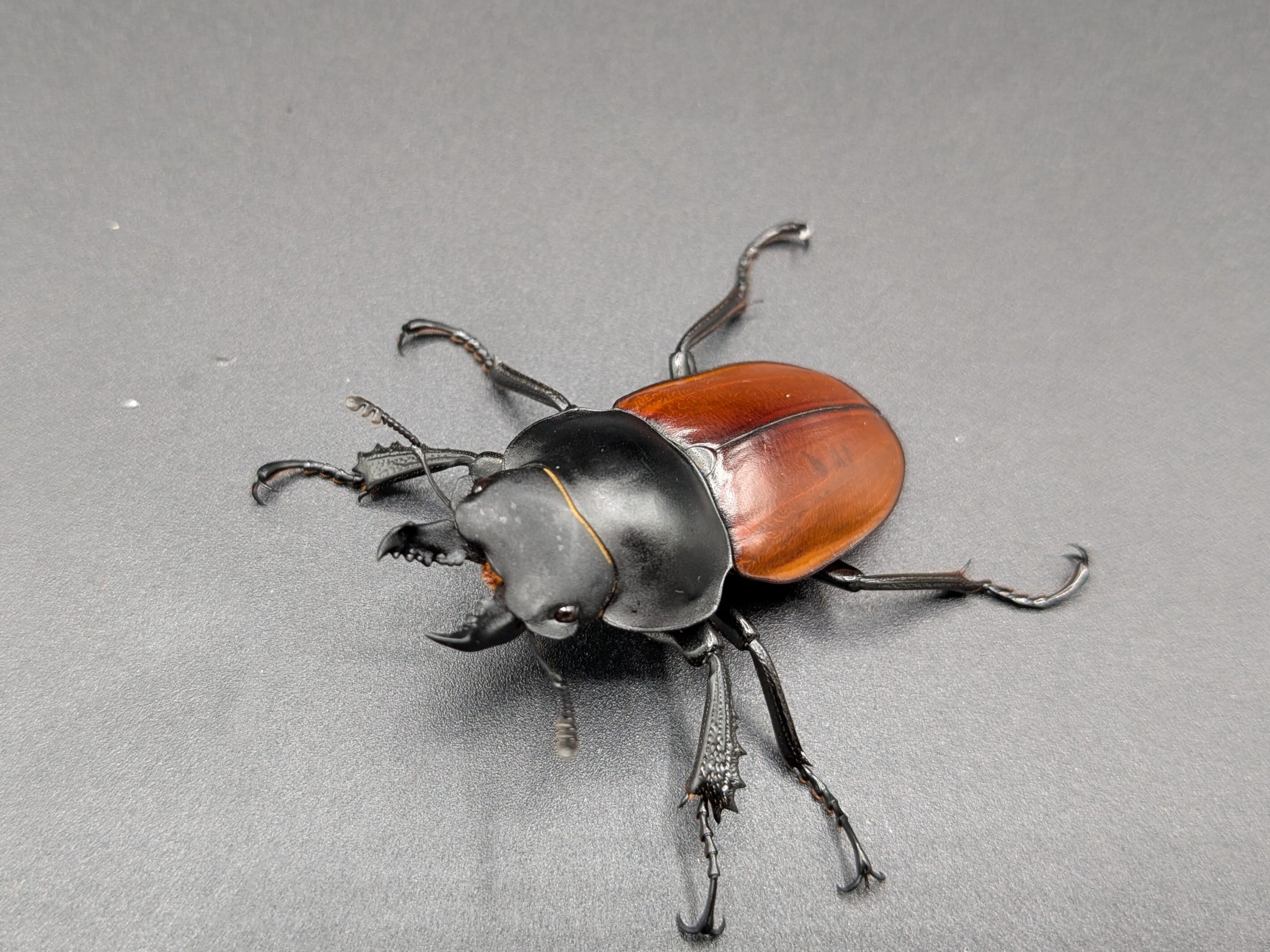 WDニティドゥスマルバネ ♂46mm♀44mm