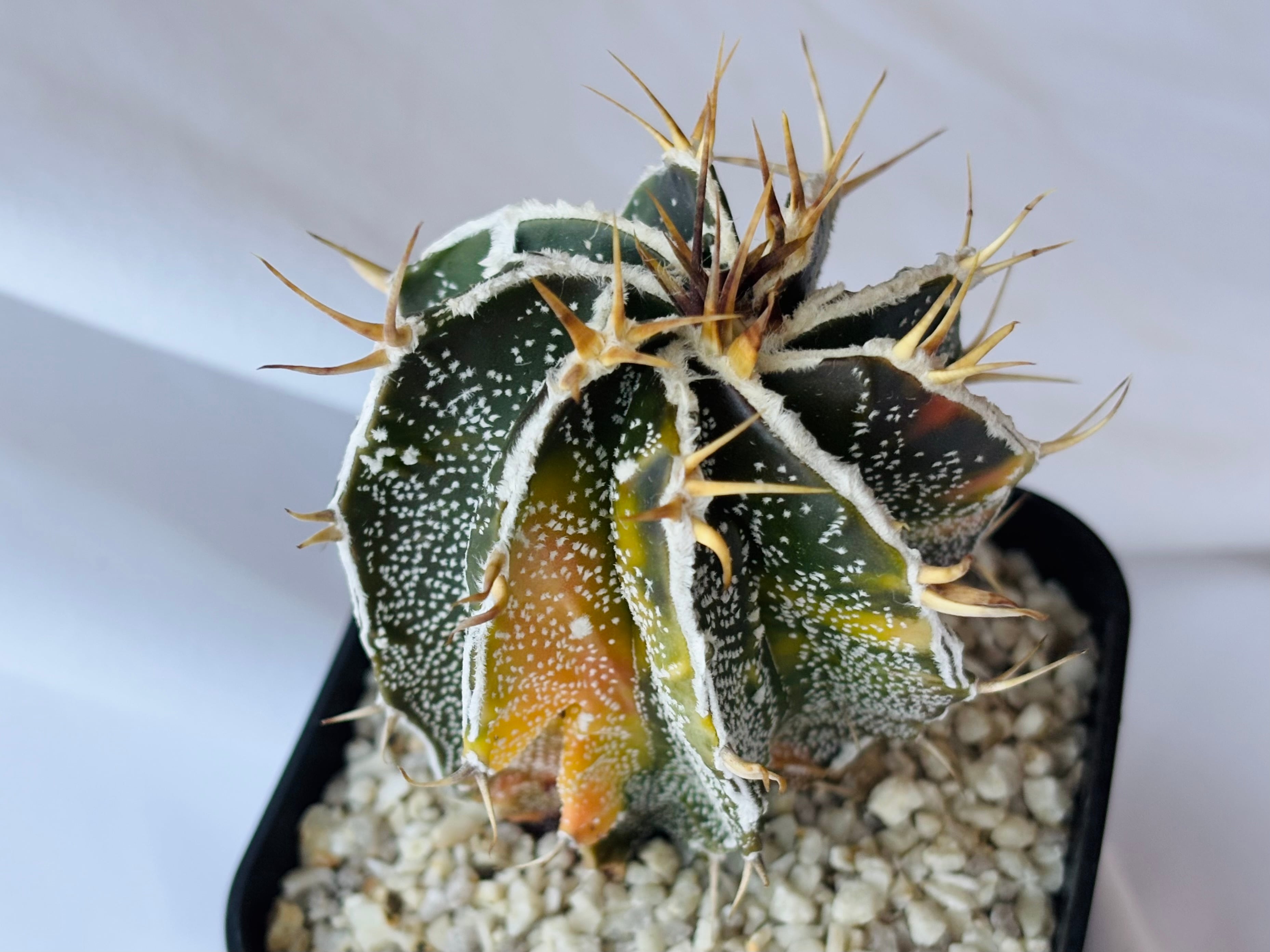 Astrophytum ornatum f. アストロフィツム 白条複隆般若錦 ライオン