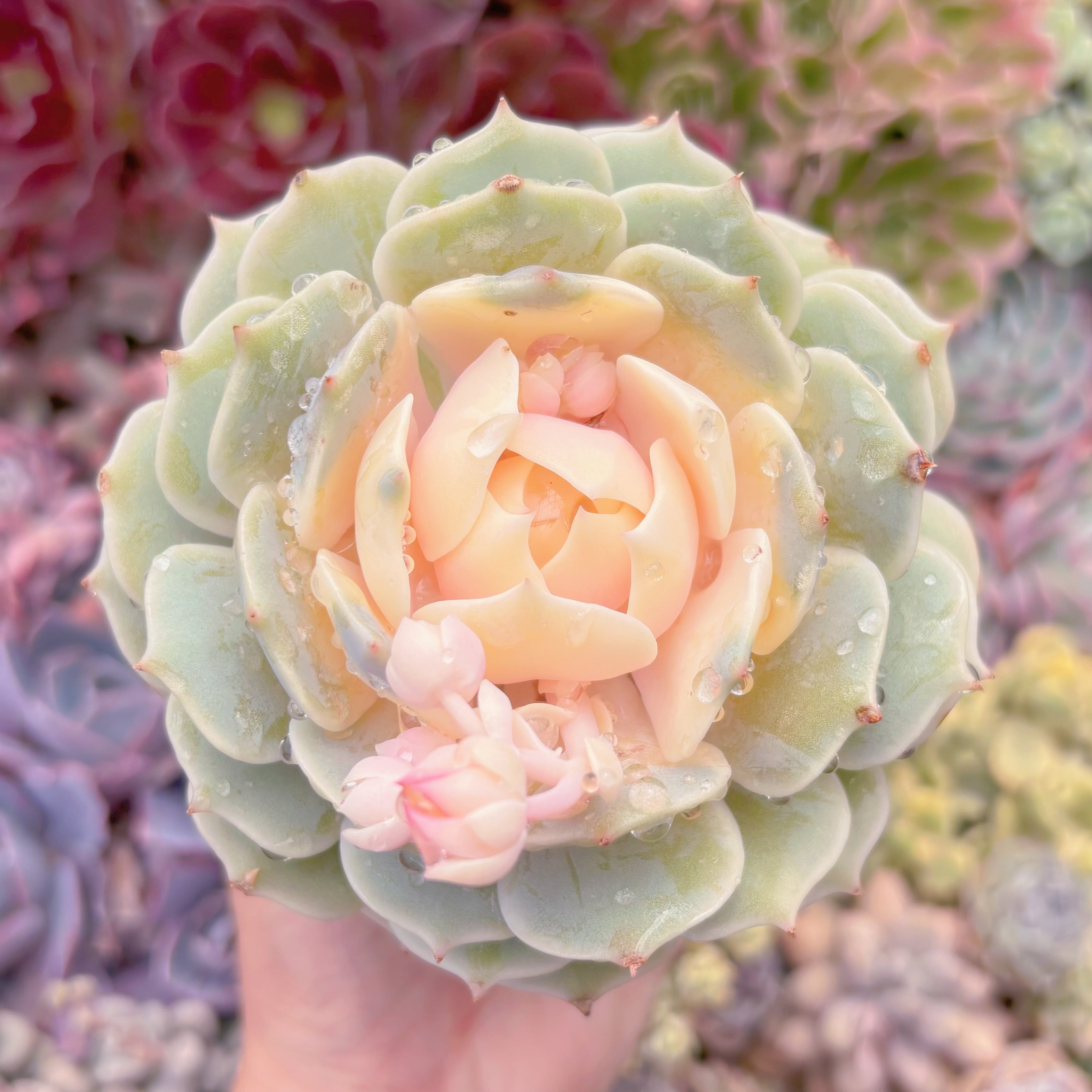 現品　ローラ錦#2189　大苗　るる農園