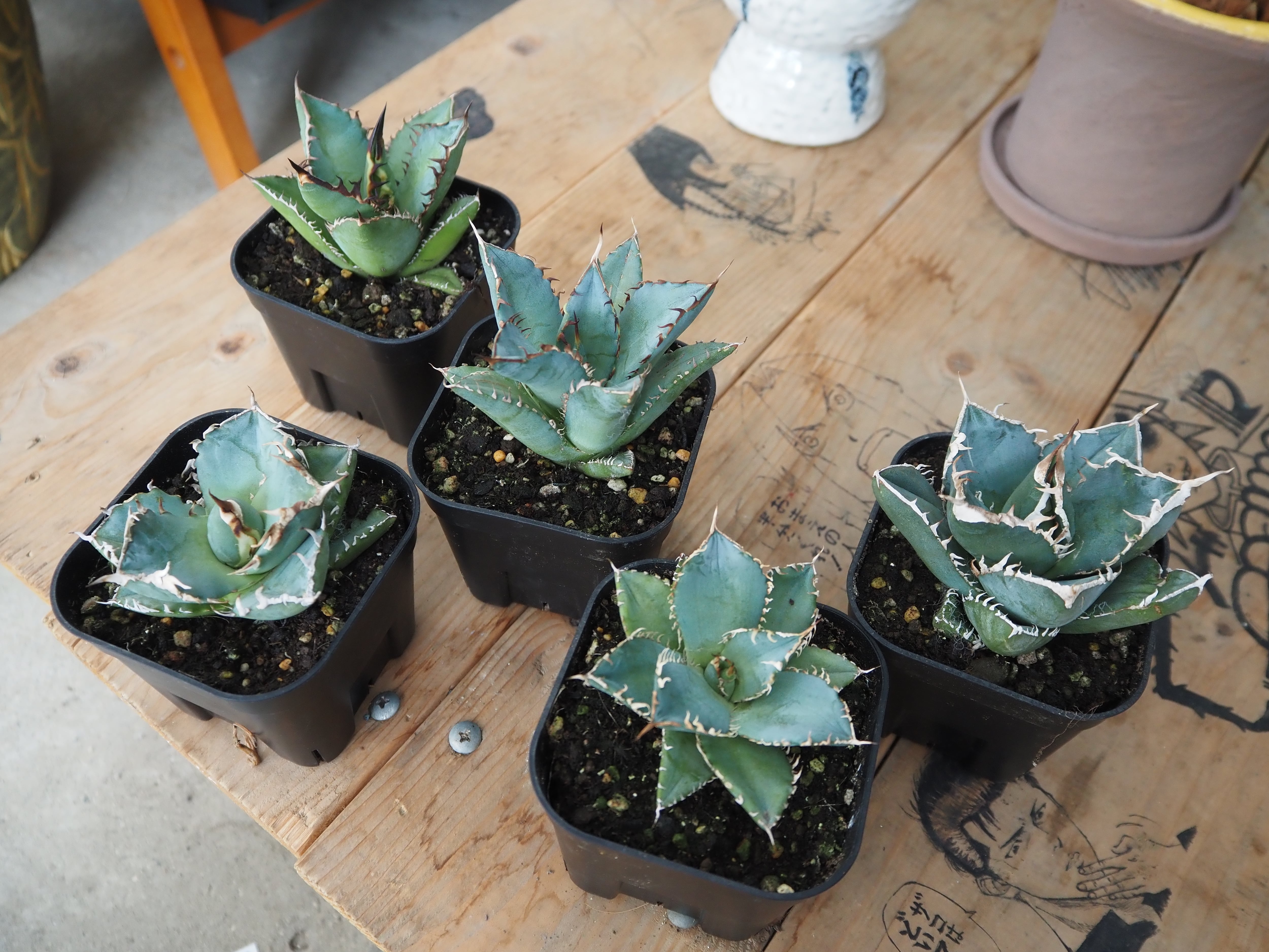 サンセベリア スワンダンス【現品】 | 高橋園芸