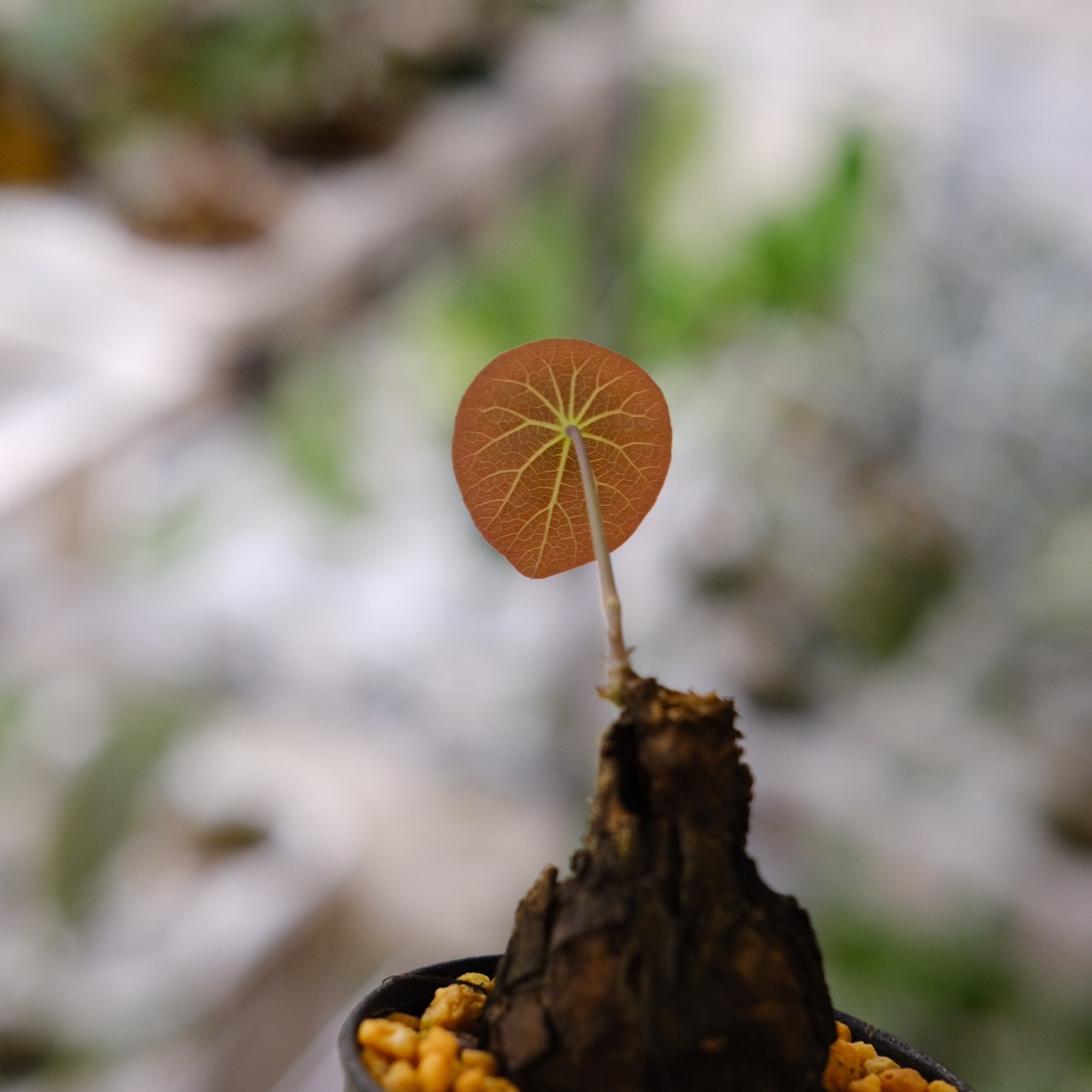 Stephania kaweesakii / ステファニア カウィーサキー⑲/ 観葉植物