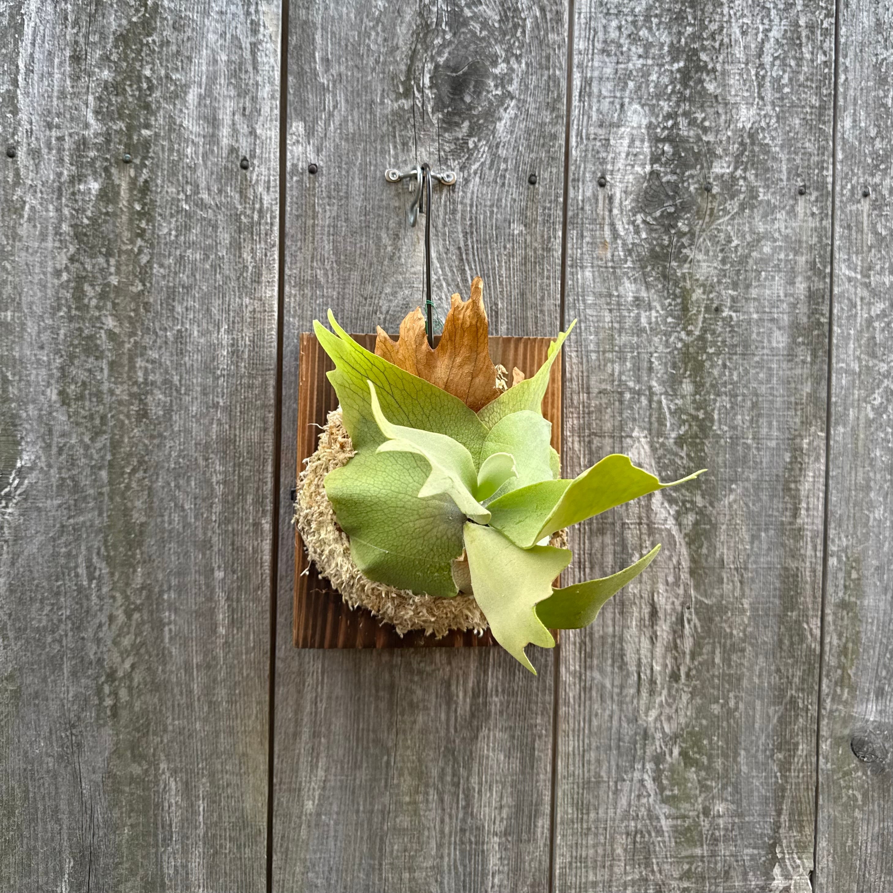 P. willinckii cv. North Star Sporeling select | naturefix