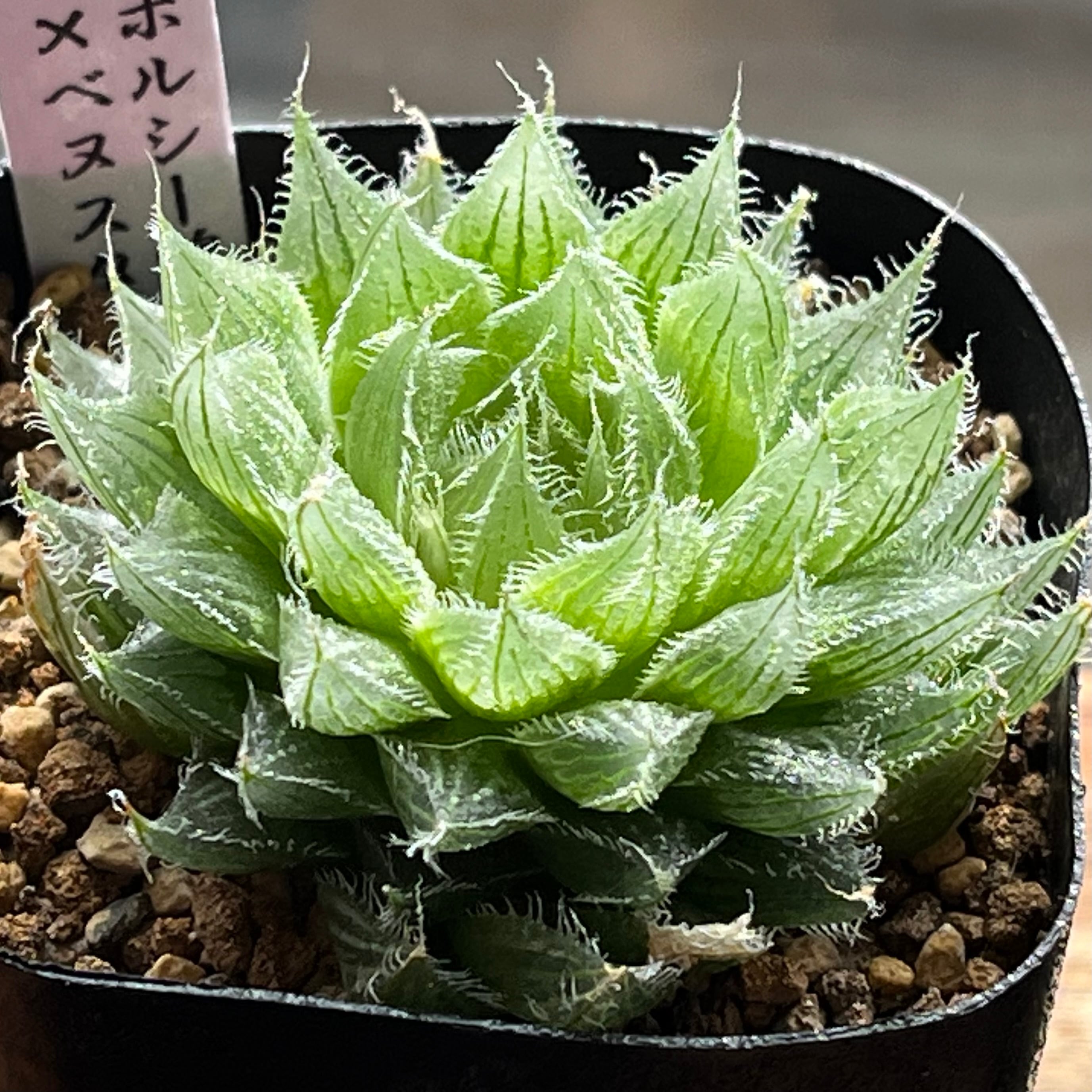 ハオルチア 狼蛛錦 | mocono_plants